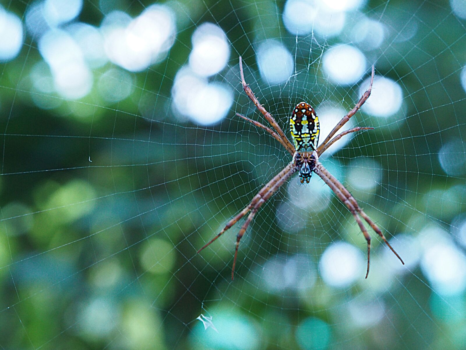 Olympus OM-D E-M1 + OLYMPUS M.12-50mm F3.5-6.3 sample photo. Spider, bug, insect photography