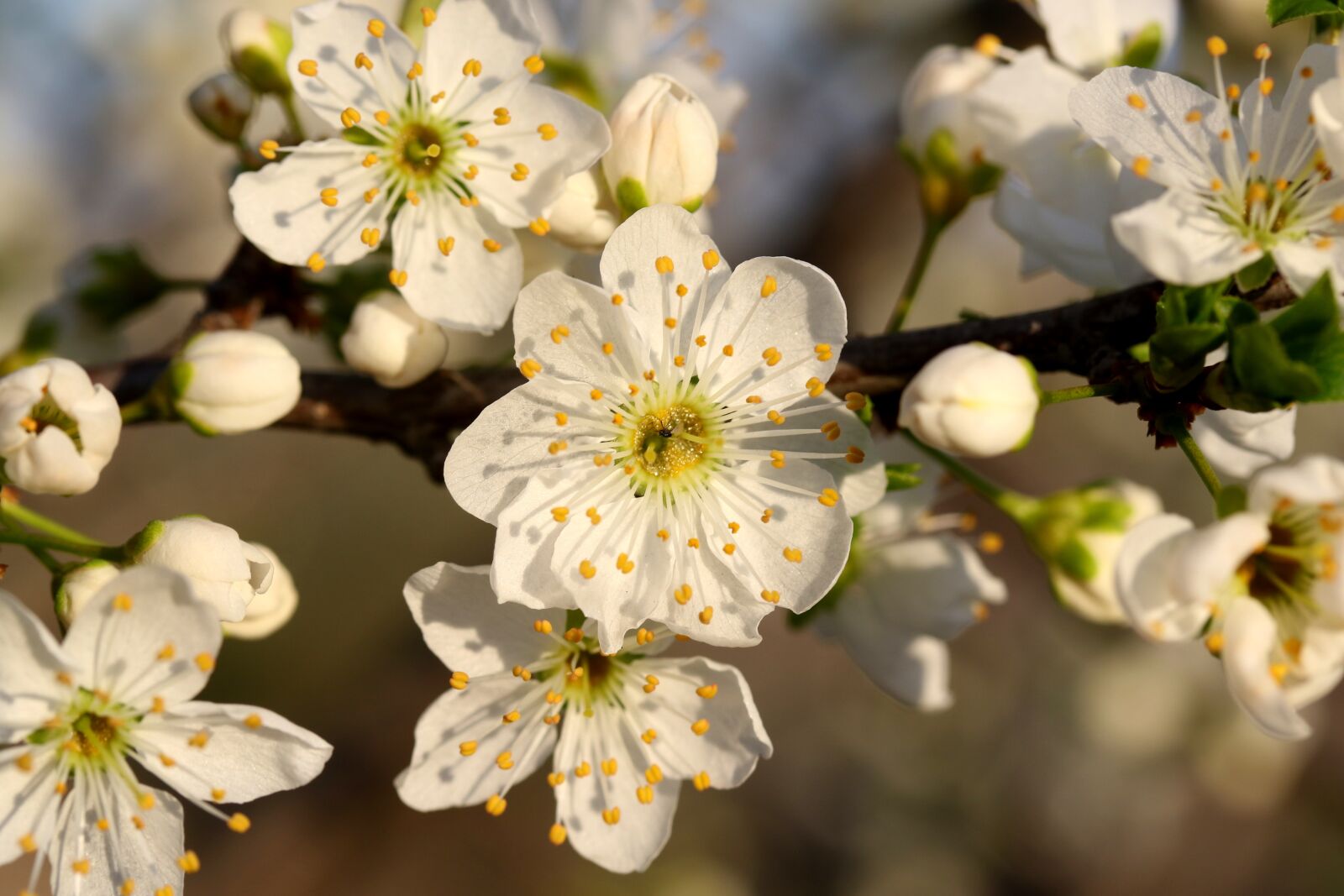 Canon EF-S 60mm F2.8 Macro USM sample photo. Flowers, white, casey photography