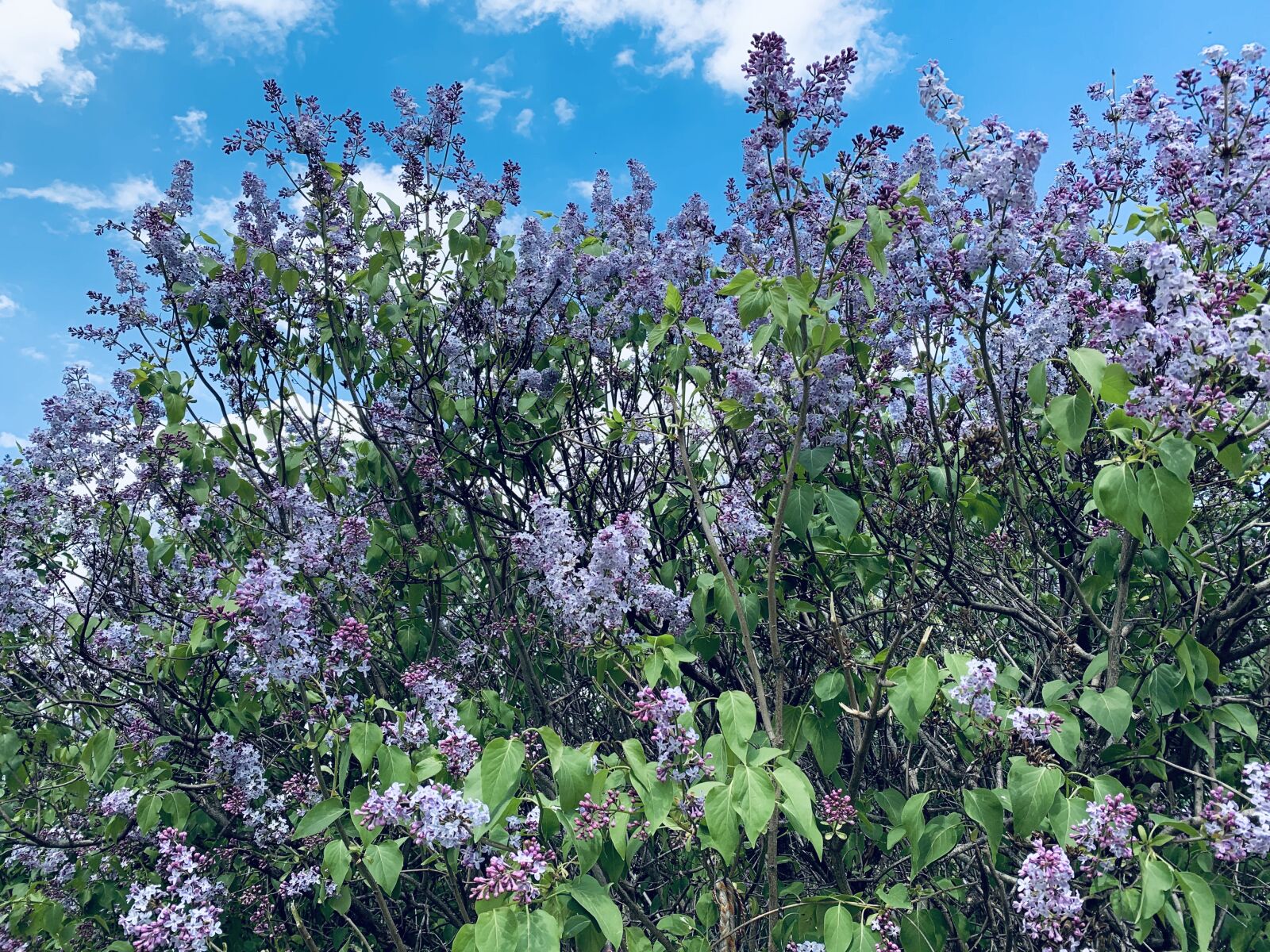 iPhone XS Max back dual camera 4.25mm f/1.8 sample photo. Trees, flowers, plant photography