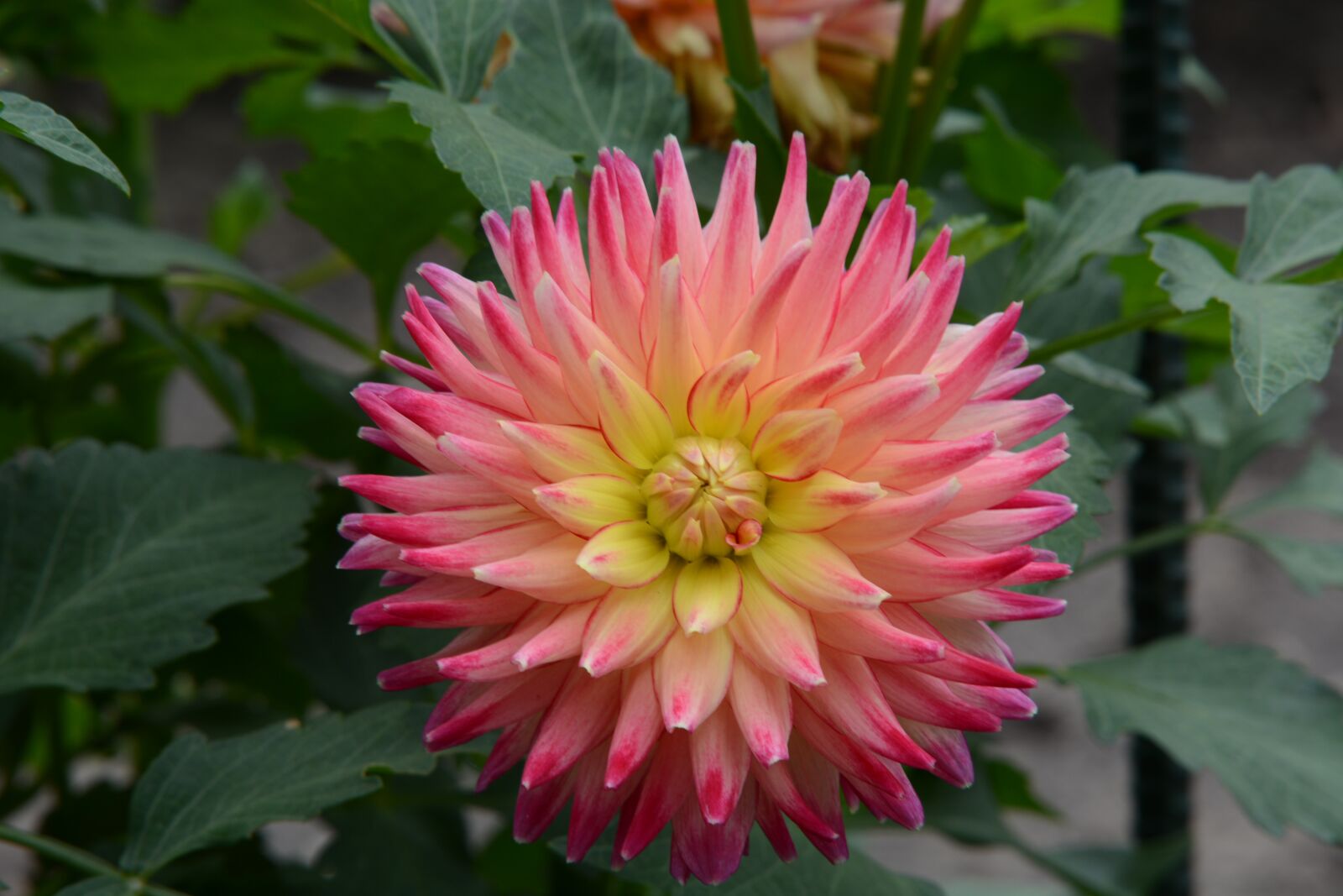 Nikon D7100 sample photo. Dahlia, bloom, nature photography