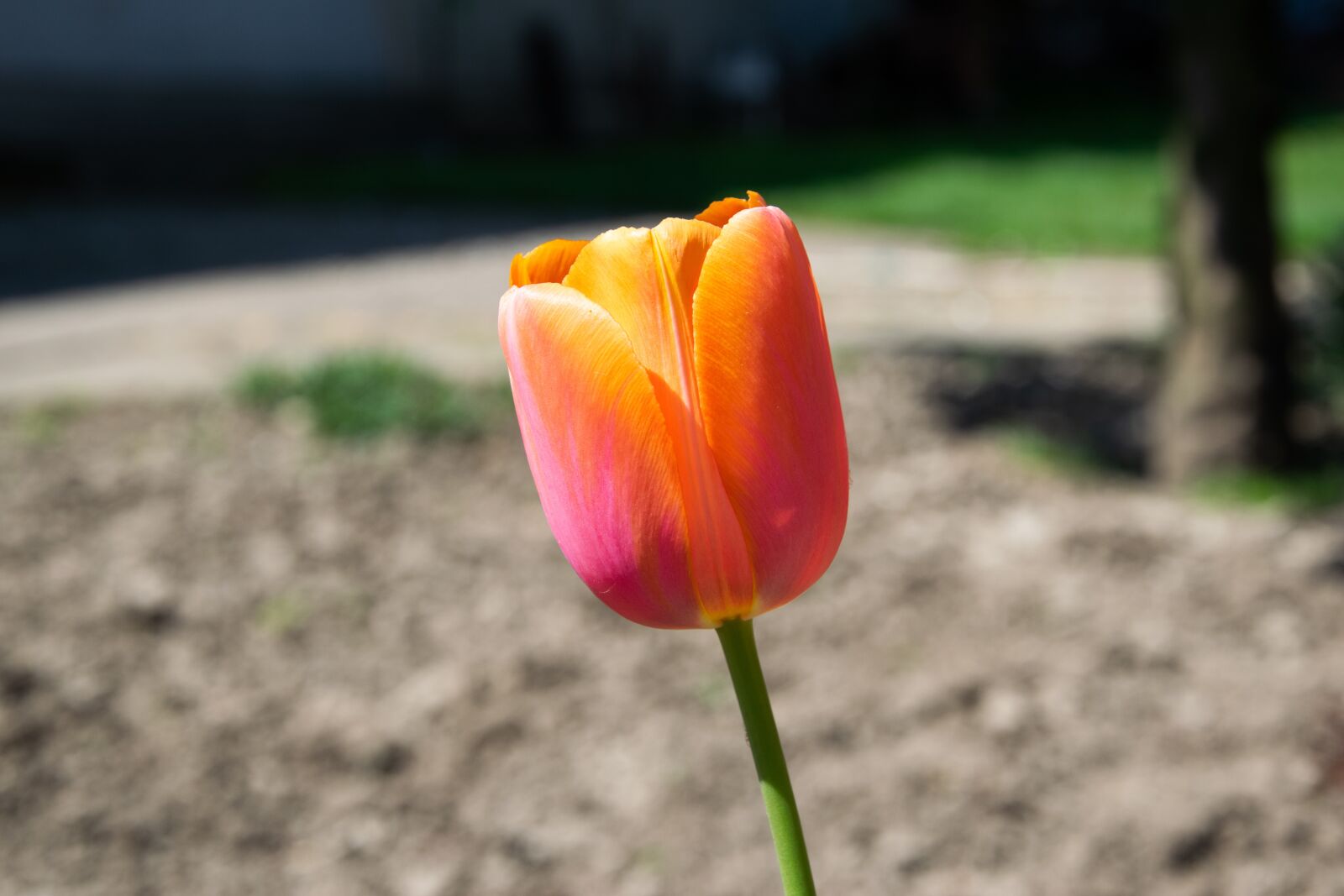Nikon D3300 sample photo. Tulip, flower, spring photography