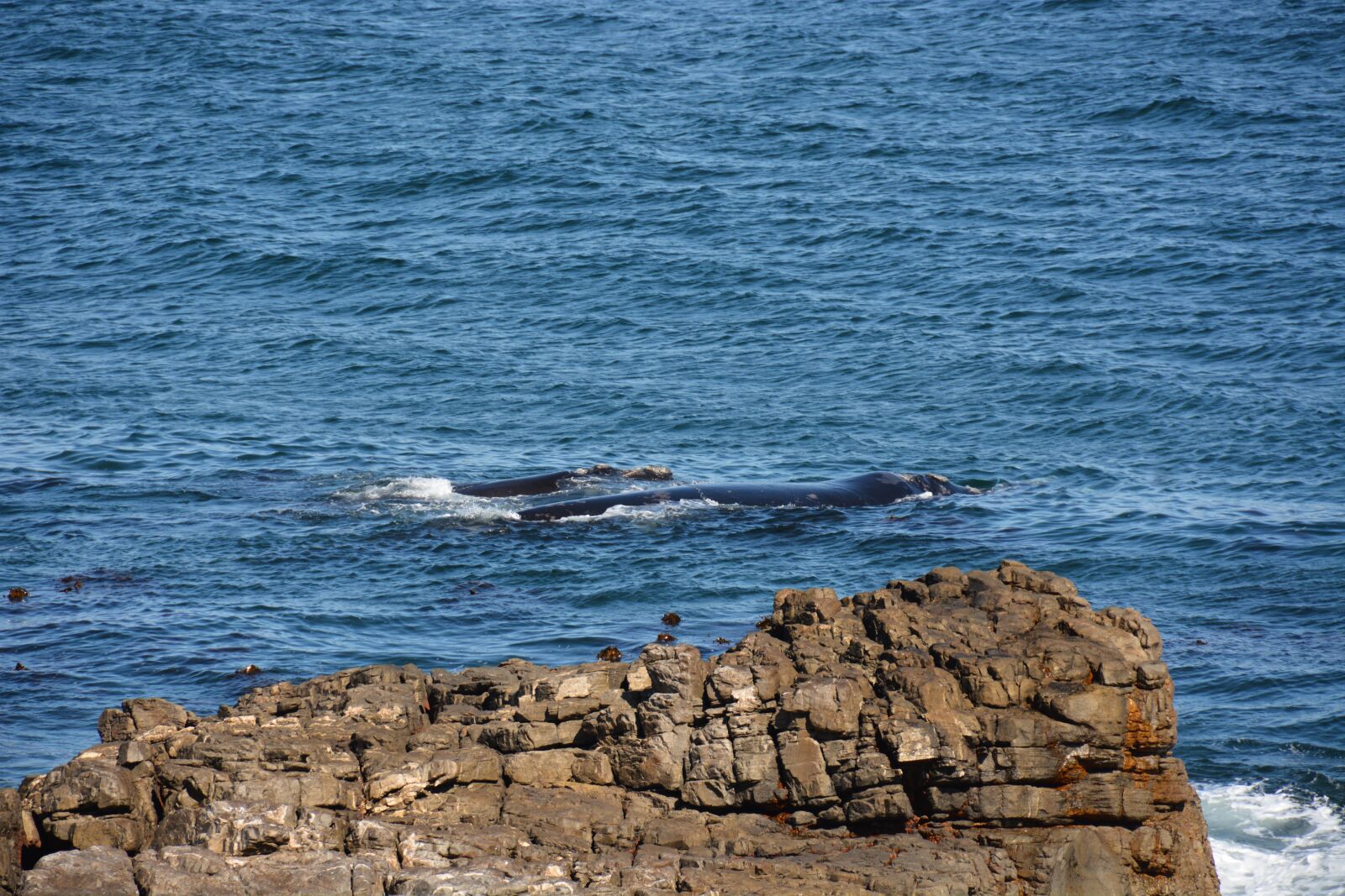 Nikon D7100 sample photo. South africa, whales, mother photography
