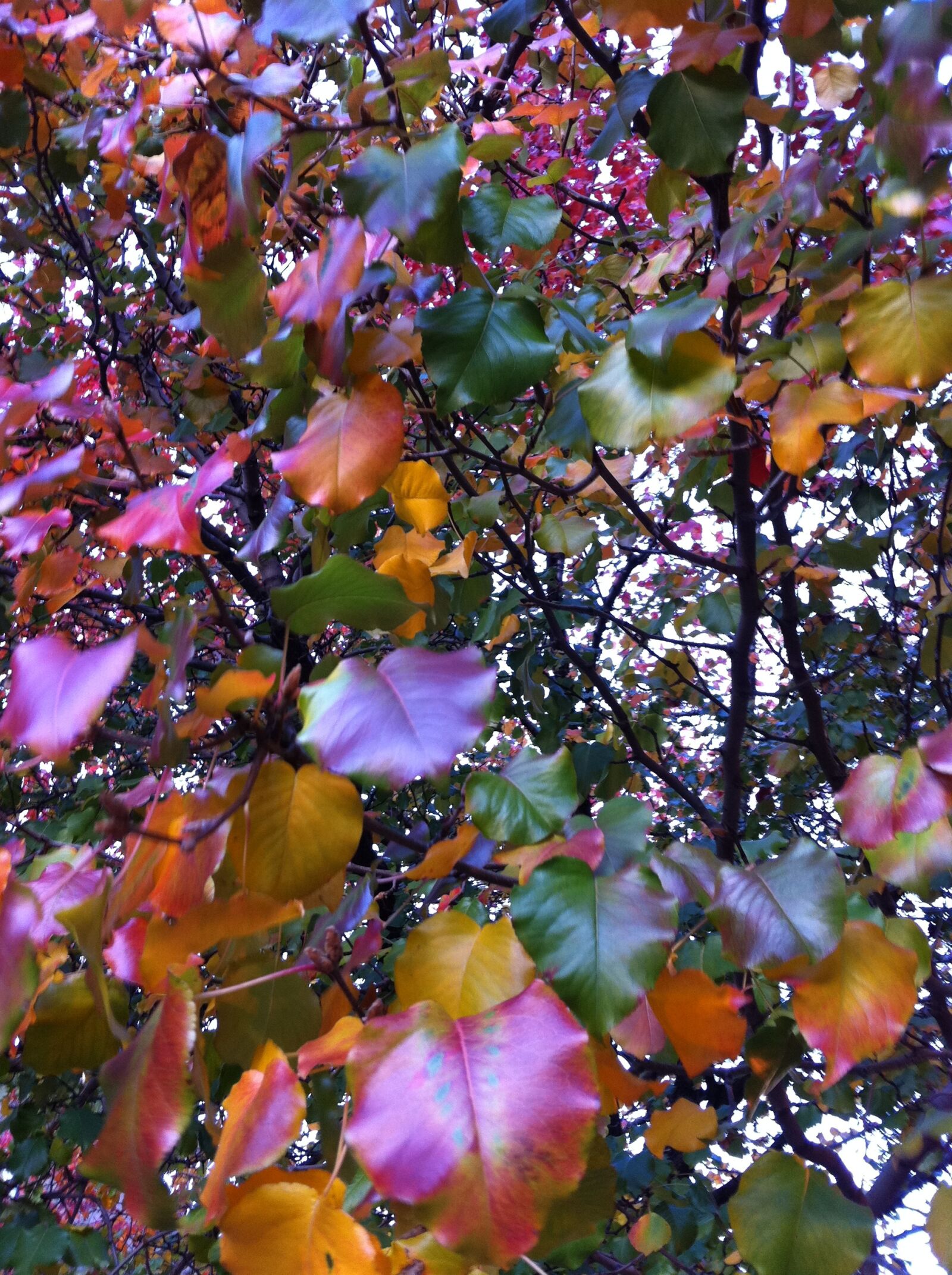 Apple iPhone 4 sample photo