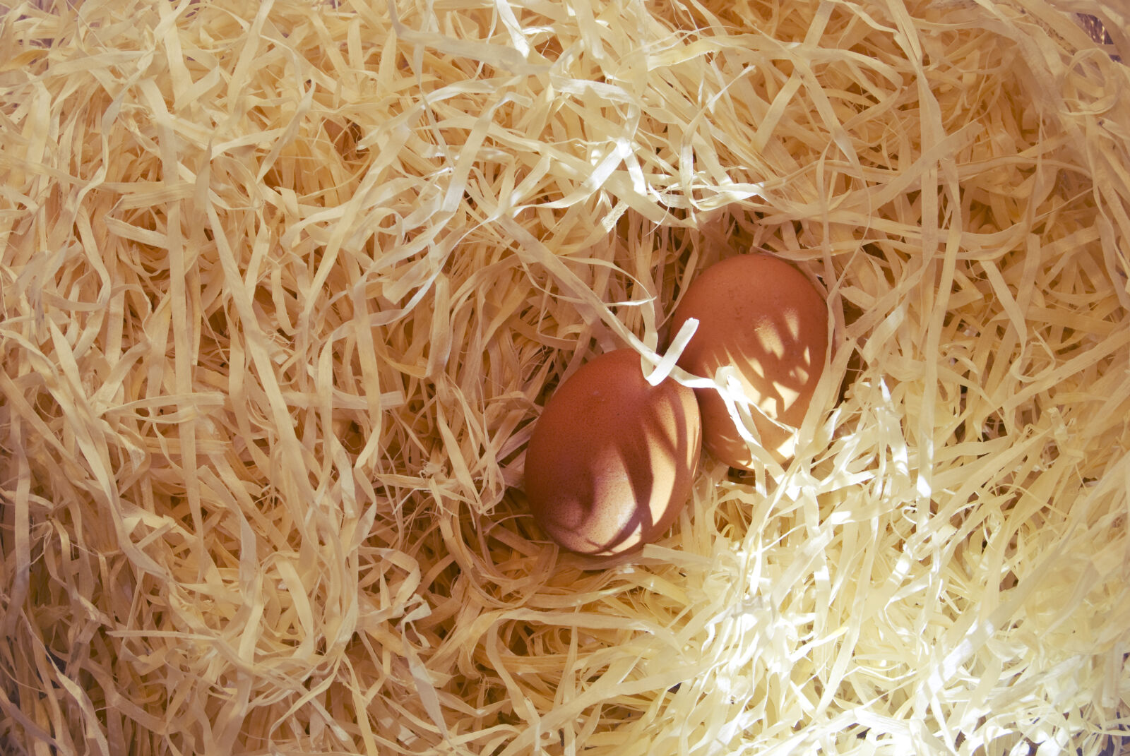 Nikon D60 sample photo. Egg, straw photography