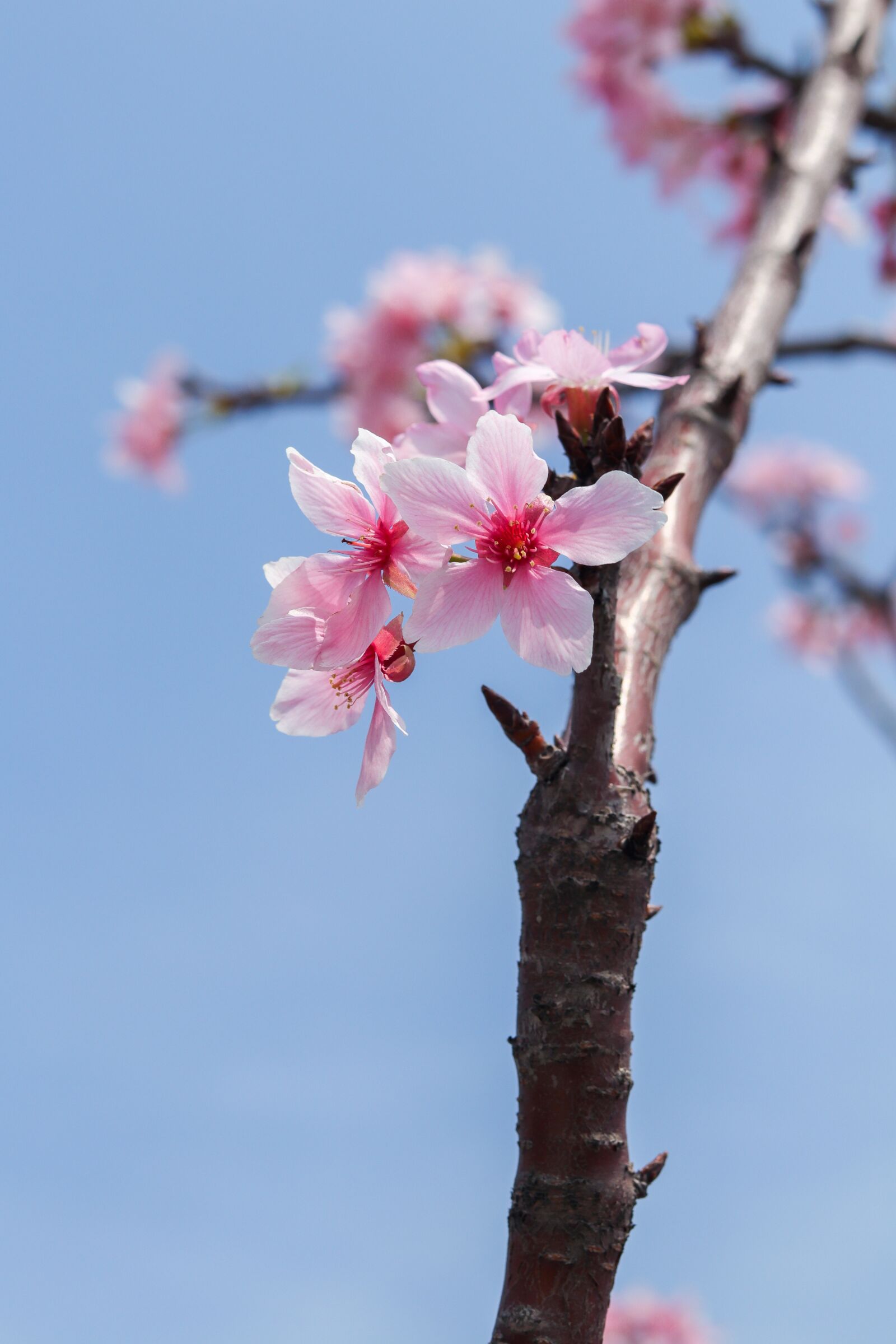 Canon EOS 800D (EOS Rebel T7i / EOS Kiss X9i) + Canon EF 50mm F1.8 STM sample photo. Peach blossom, spring, plant photography