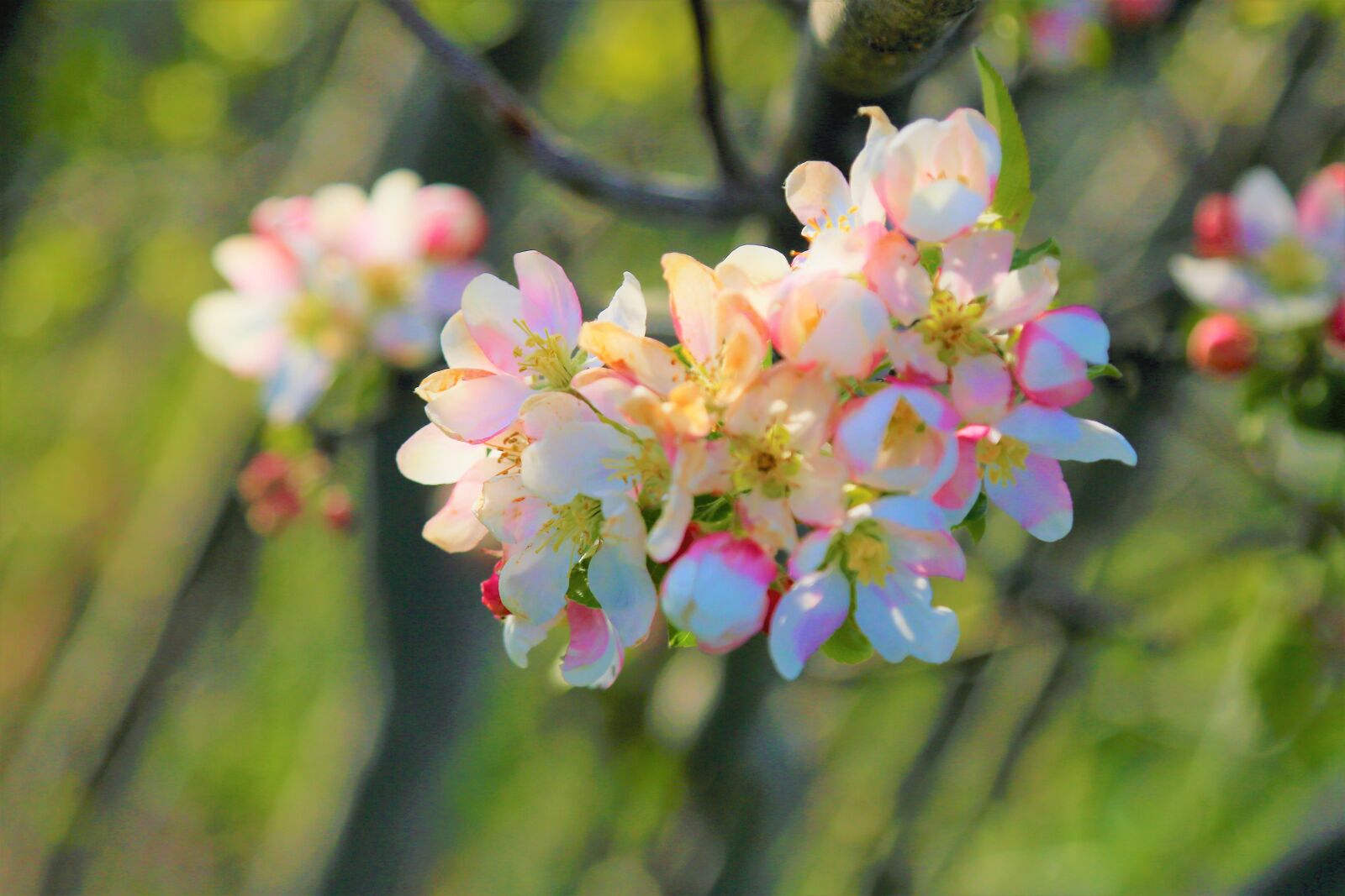 Canon EF 24-105mm F4L IS USM sample photo. Flower, spring, apple photography