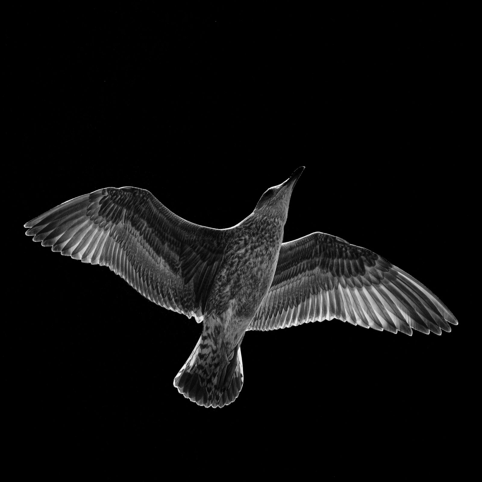 Nikon D3000 sample photo. Seagull, black, white photography