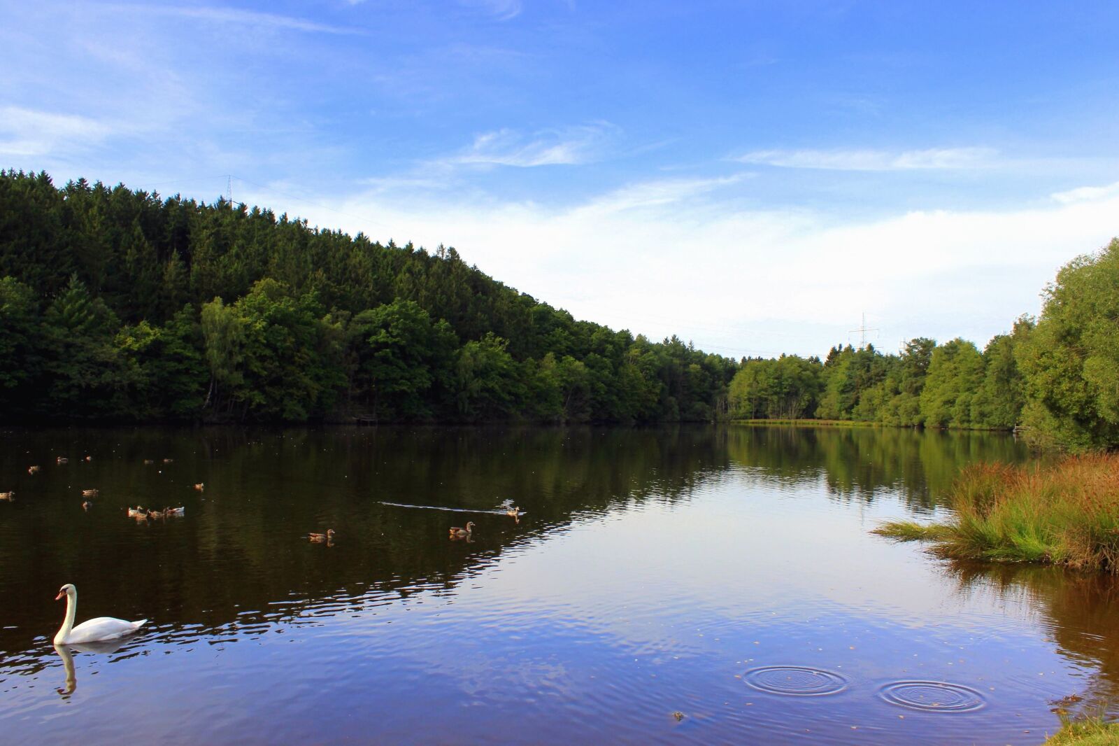 Canon EOS 600D (Rebel EOS T3i / EOS Kiss X5) sample photo. Water, forest, wood, river photography
