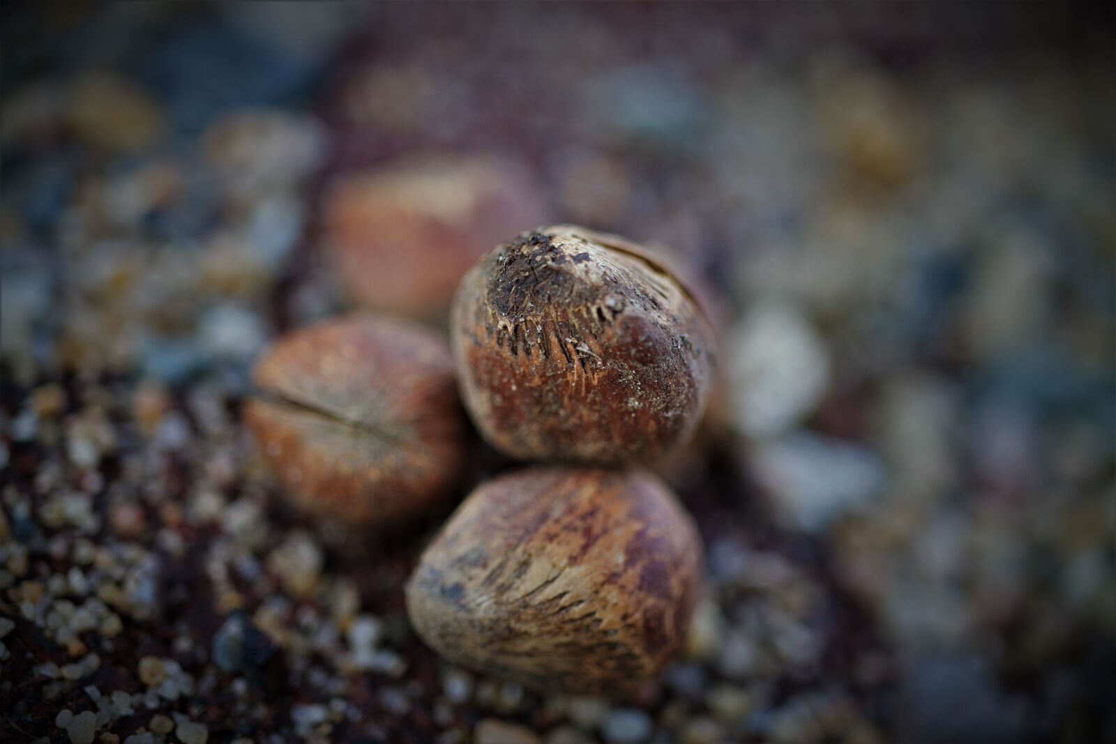 Canon EF-S 35mm F2.8 Macro IS STM sample photo. Hazelnuts, nuts, shell photography