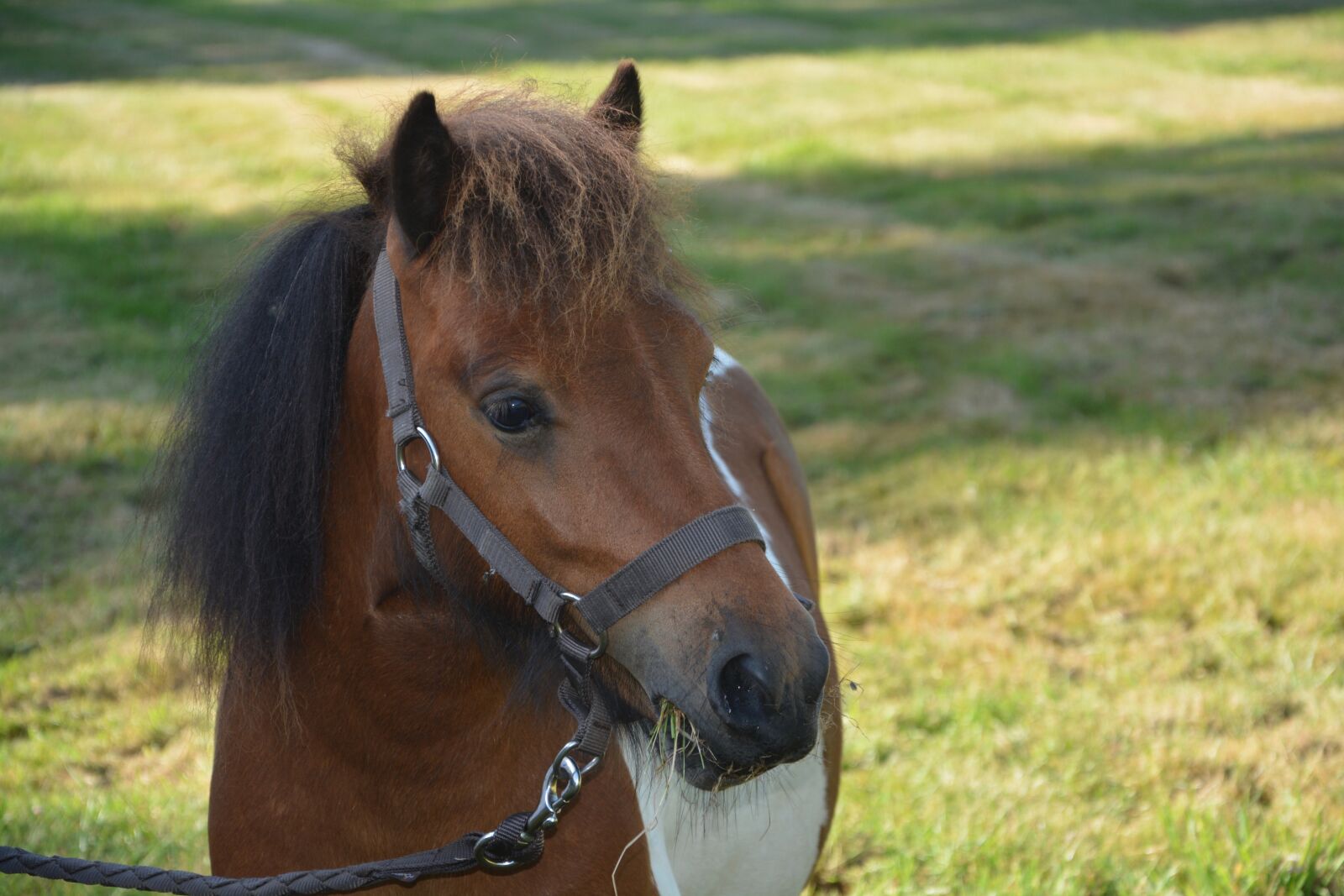 Nikon D5200 sample photo. Shetland pony, small horse photography