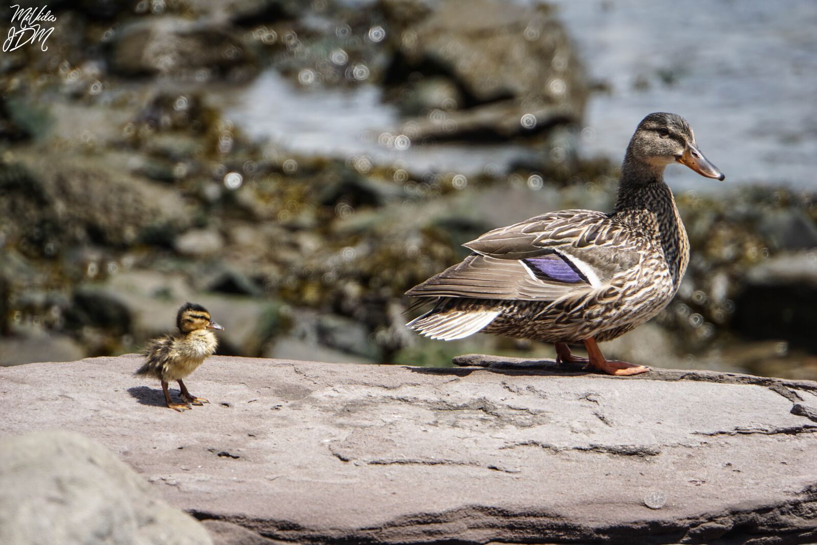 Sony E 18-200mm F3.5-6.3 OSS LE sample photo. Nature, lake, brooklyn bridge photography