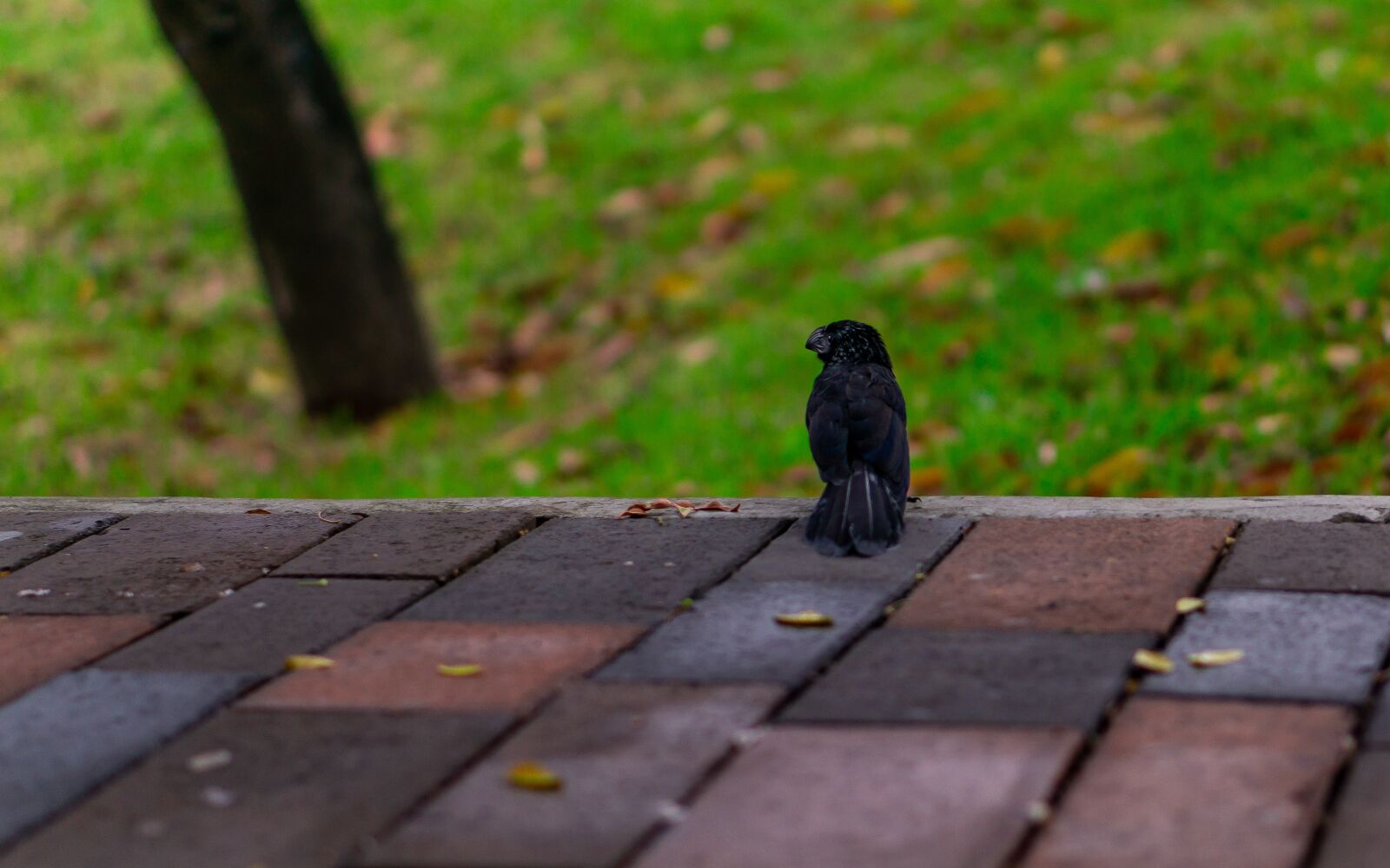 E 50mm F1.8 OSS sample photo. Raven, ecuador, manabi photography