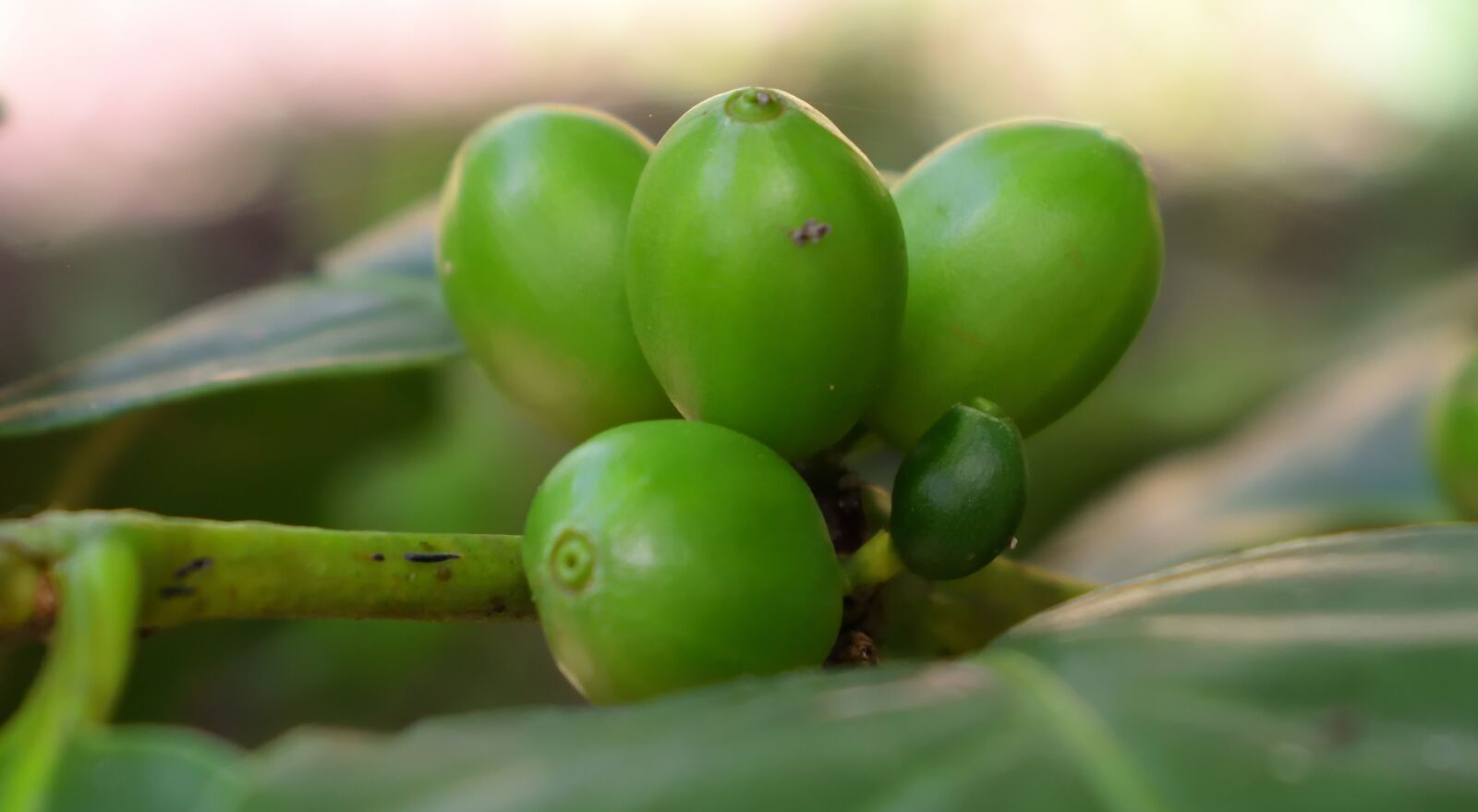Nikon D5300 sample photo. Cafe de colombia, nature photography