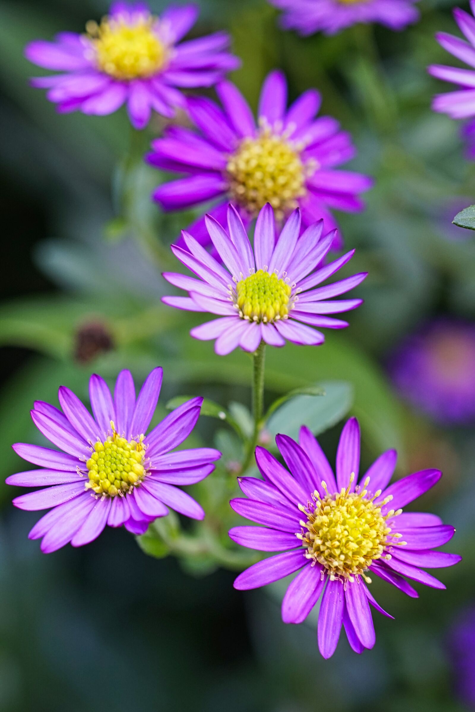 Sony FE 50mm F2.8 Macro sample photo. Flowers, purple, autumn flowers photography