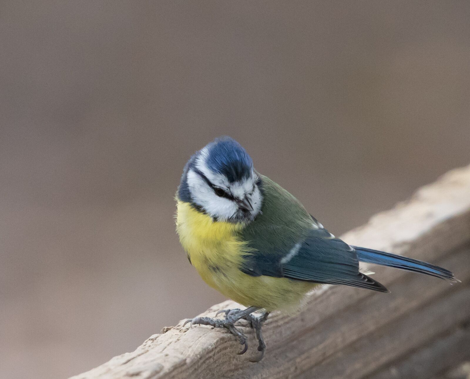 Canon EOS 7D Mark II sample photo. Blue tit on fence photography