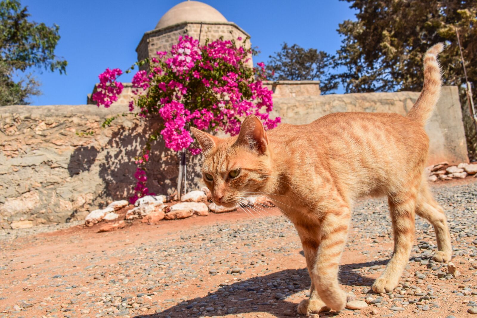 Nikon D3300 sample photo. Cat, stray, red photography