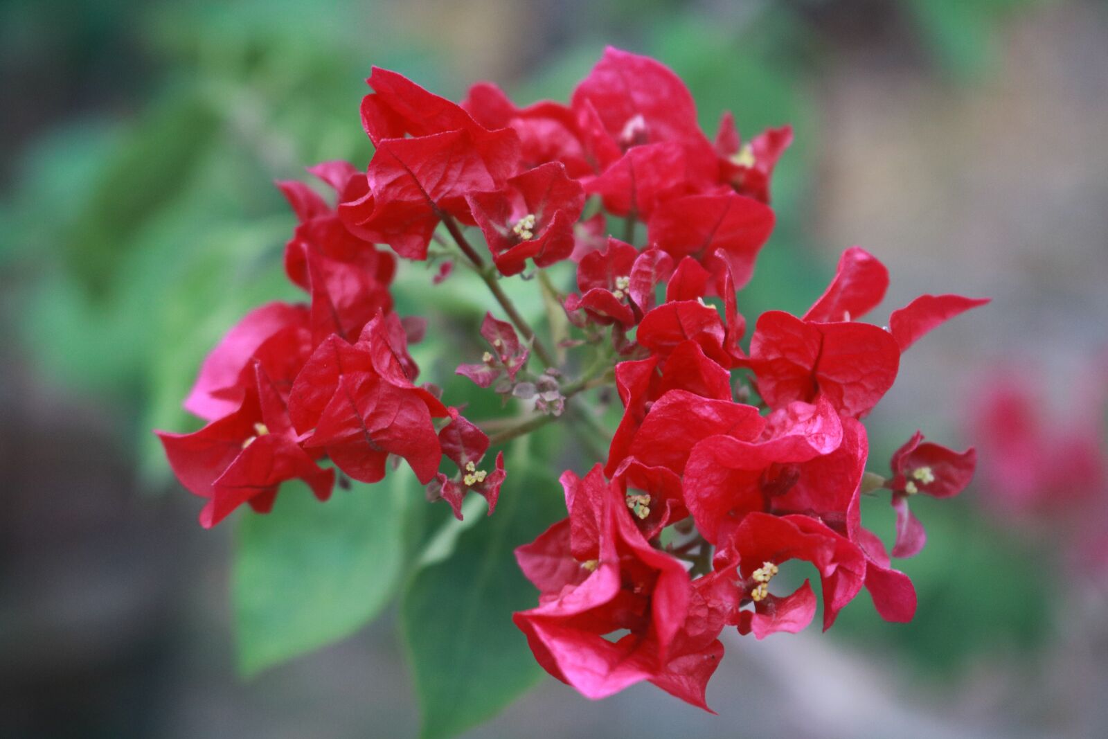Canon EOS 750D (EOS Rebel T6i / EOS Kiss X8i) sample photo. Flower, nature, flora photography