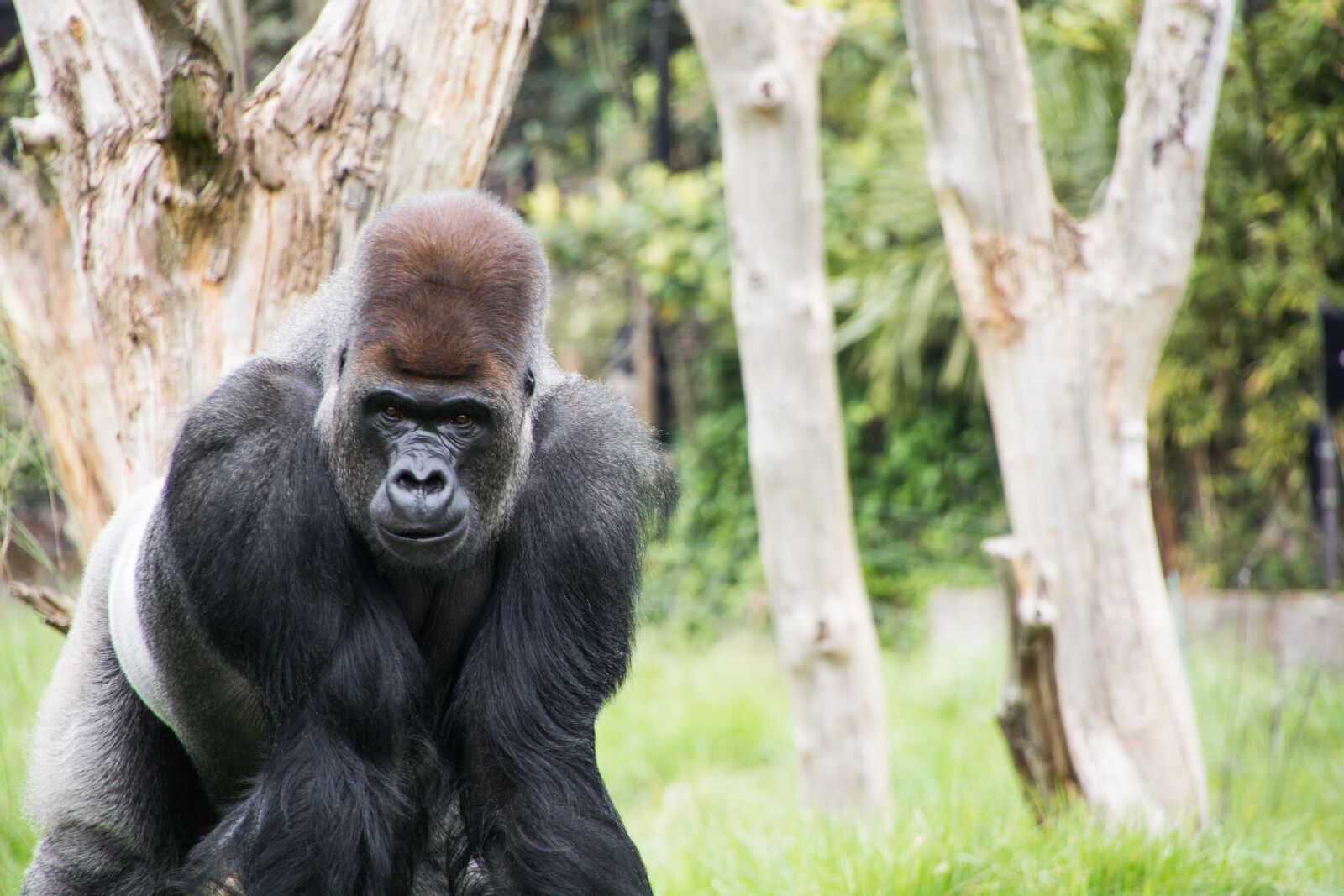 Nikon D7100 sample photo. Gorilla, london zoo, primate photography