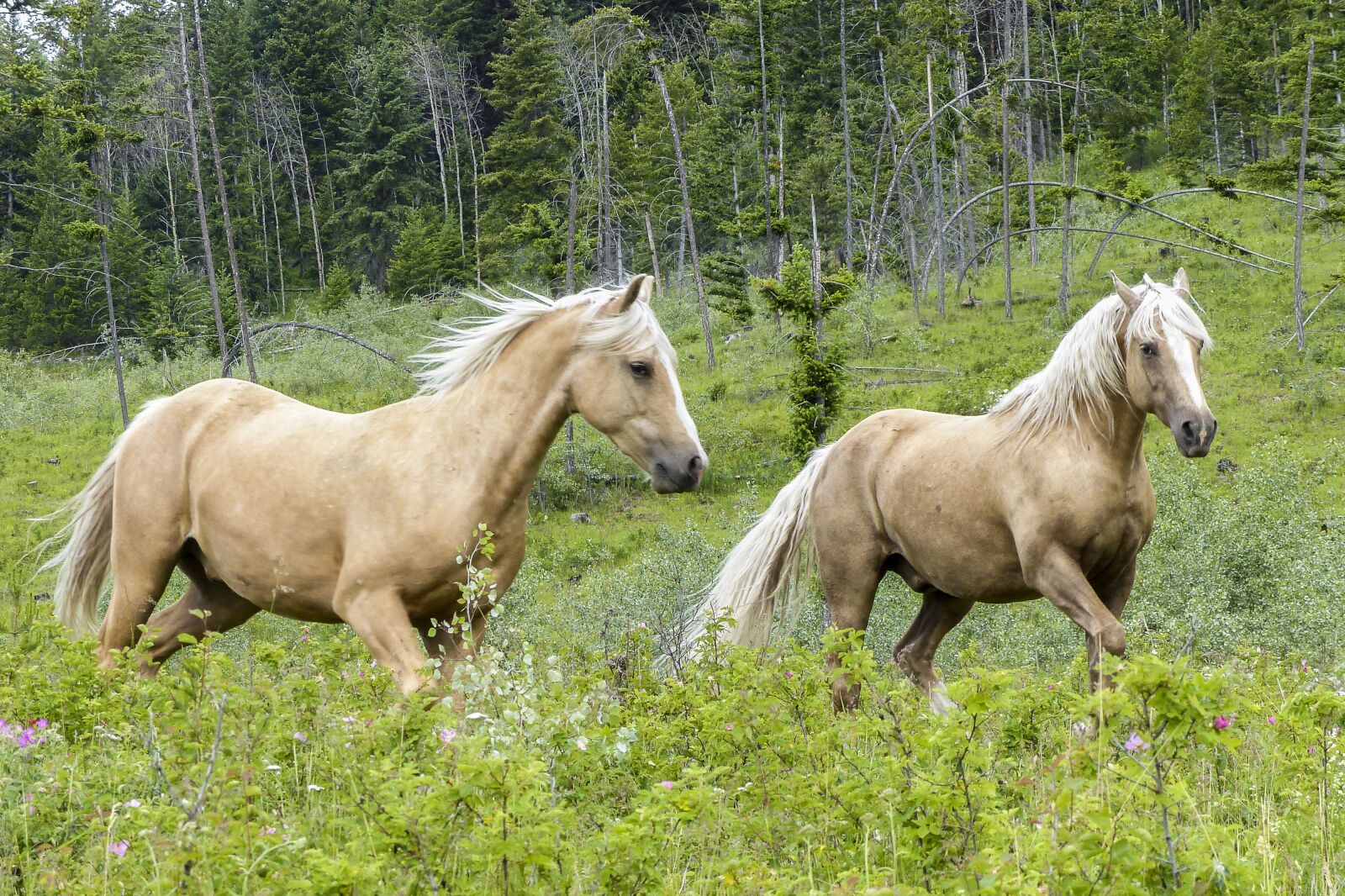 Panasonic Lumix DMC-FZ200 sample photo. Quarter horses, mammal, animal photography
