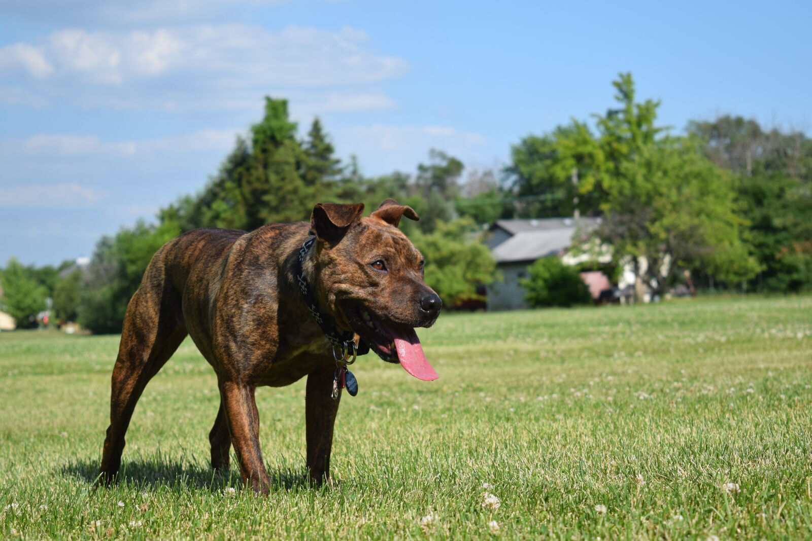 Nikon D3300 sample photo