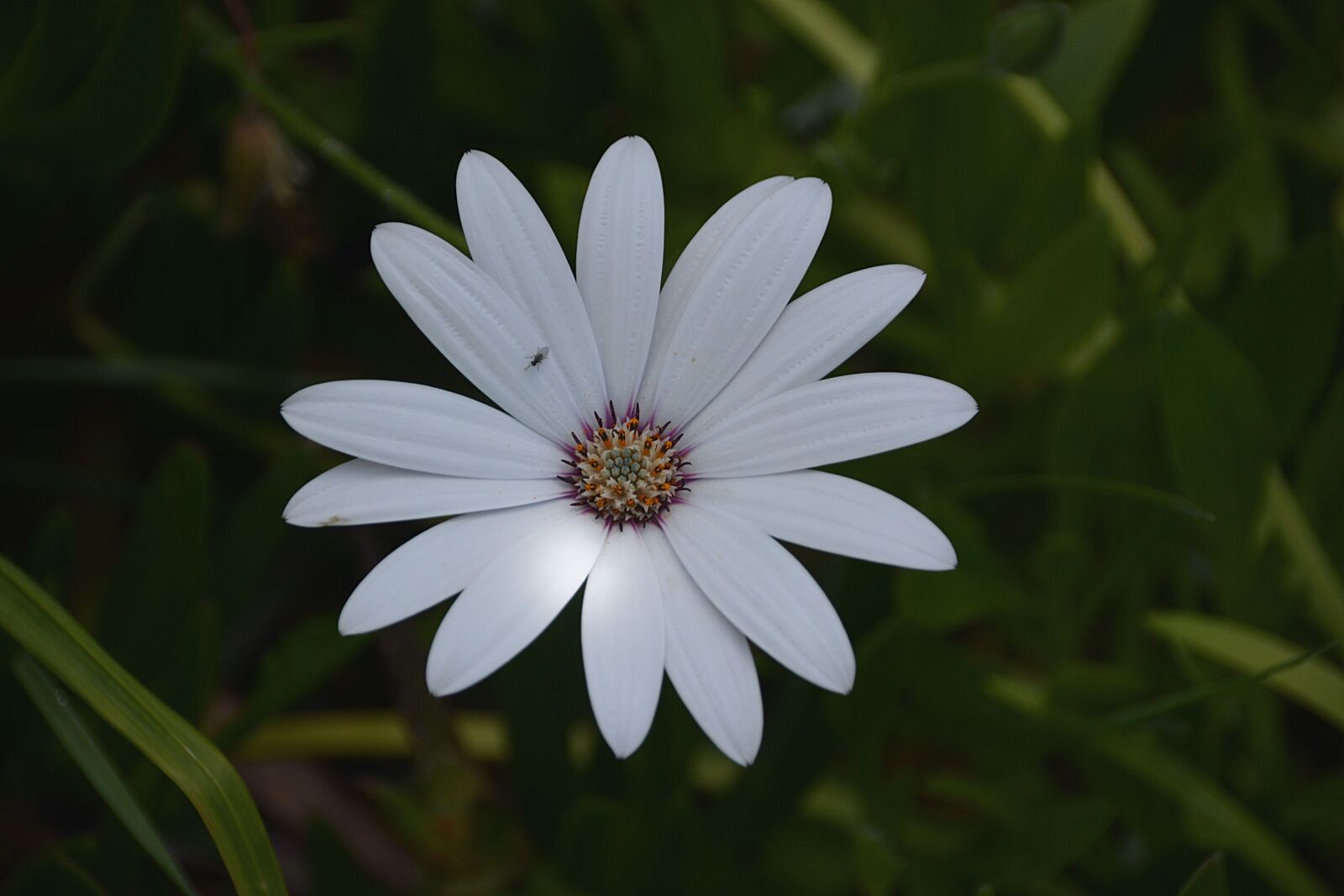 Nikon D5200 sample photo. Flowers, insect, marguerite photography