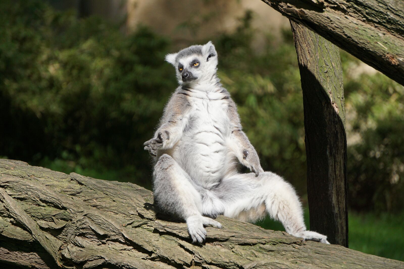 Sony a6000 sample photo. Ring tailed lemur, fur photography