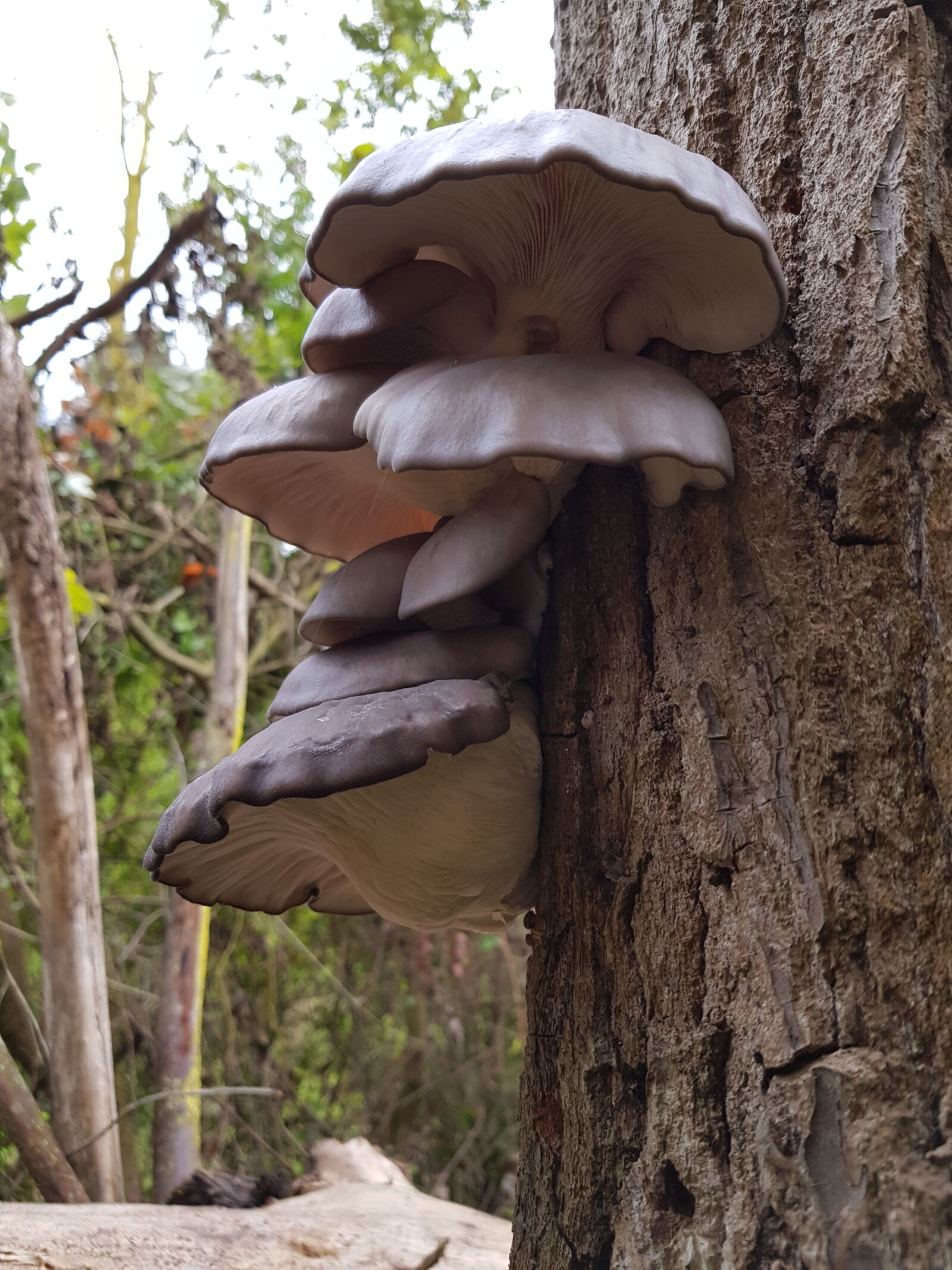 Samsung Galaxy S8+ sample photo. Nature, mushrooms, tree photography