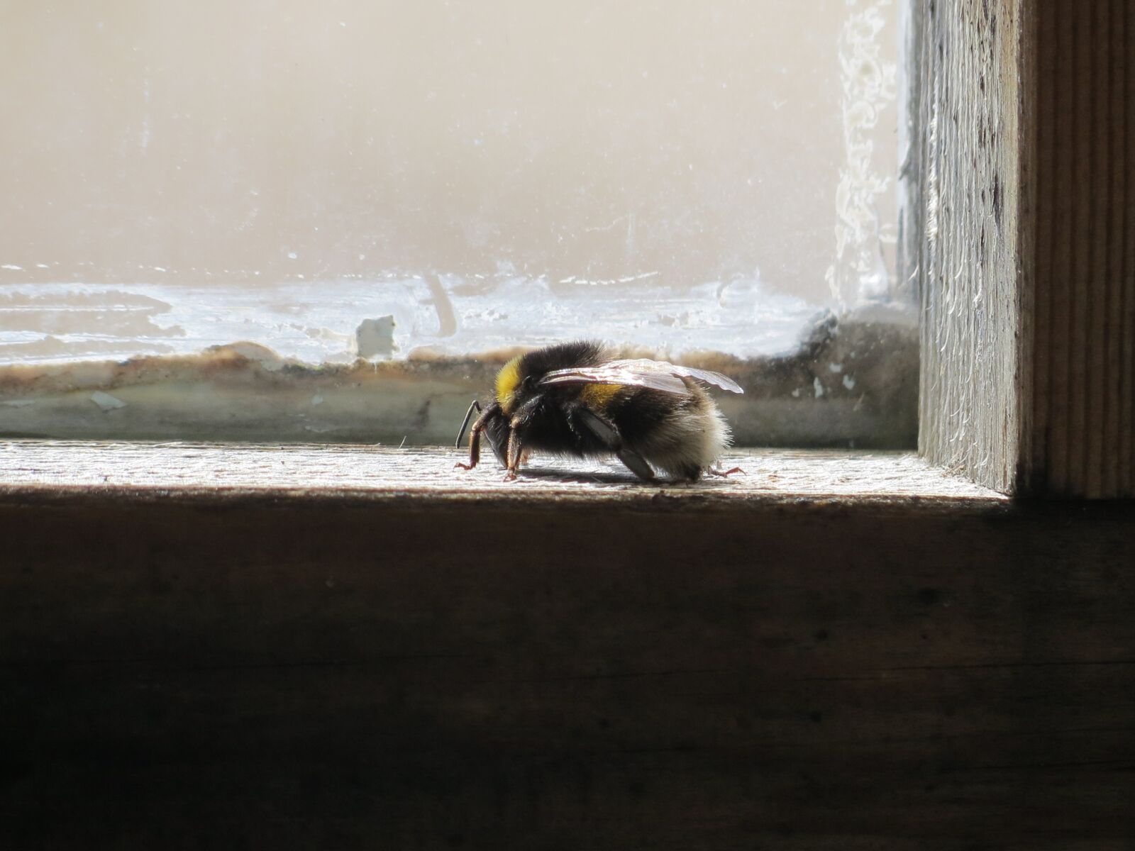 Canon PowerShot SX40 HS sample photo. Window, bumble-bee, insect photography