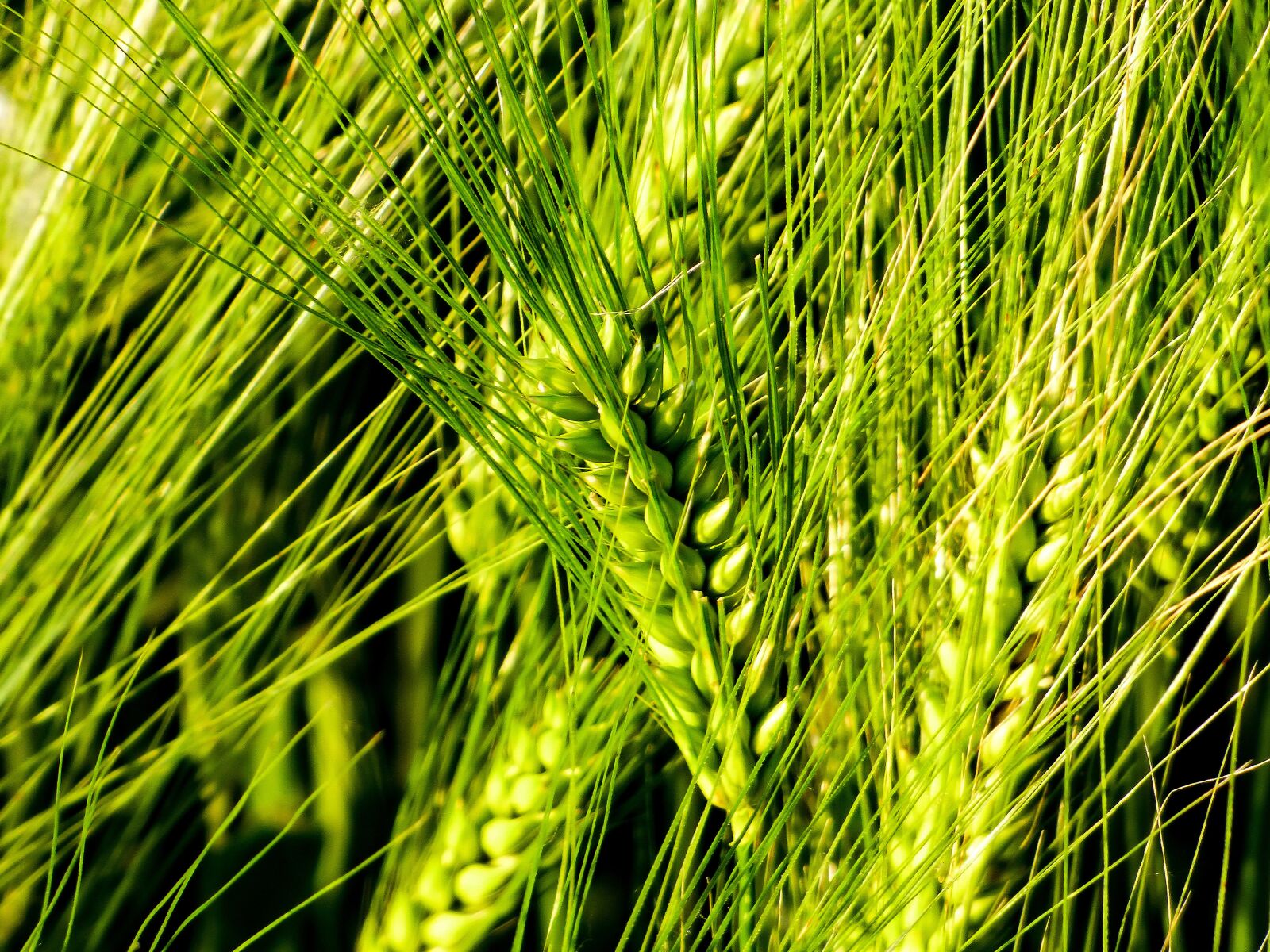 Panasonic DMC-FZ72 sample photo. Wheat, by chaitanya k photography