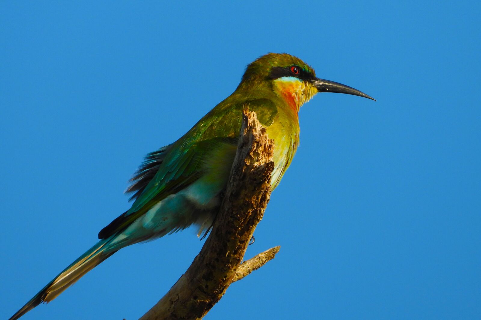 Nikon Coolpix P1000 sample photo. Sank, bird, bean bird photography