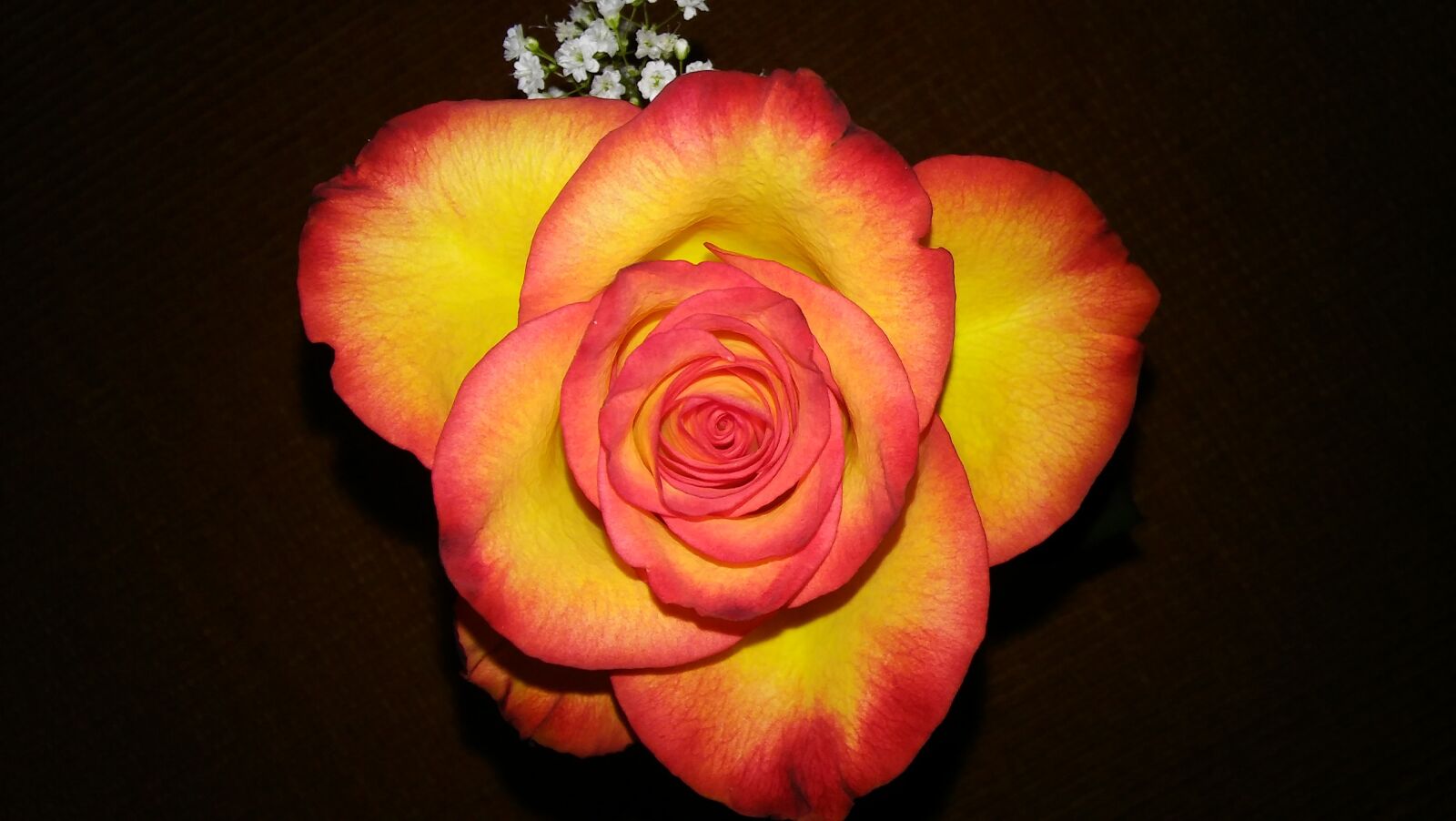 LG SPIRIT 4G LTE sample photo. Rose, beauty, color photography