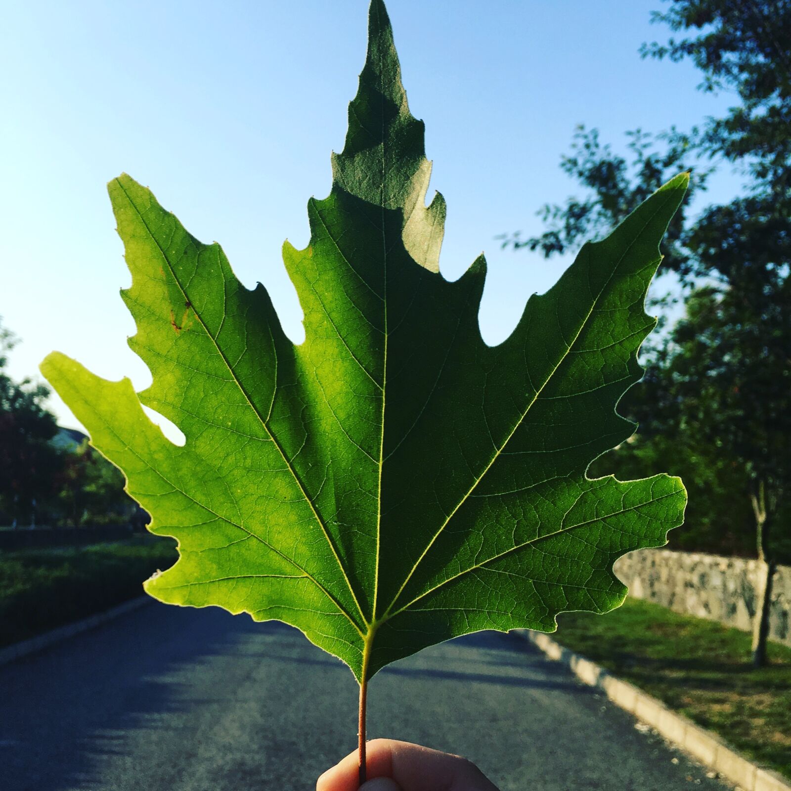 iPhone SE back camera 4.15mm f/2.2 sample photo. Green, leaf photography