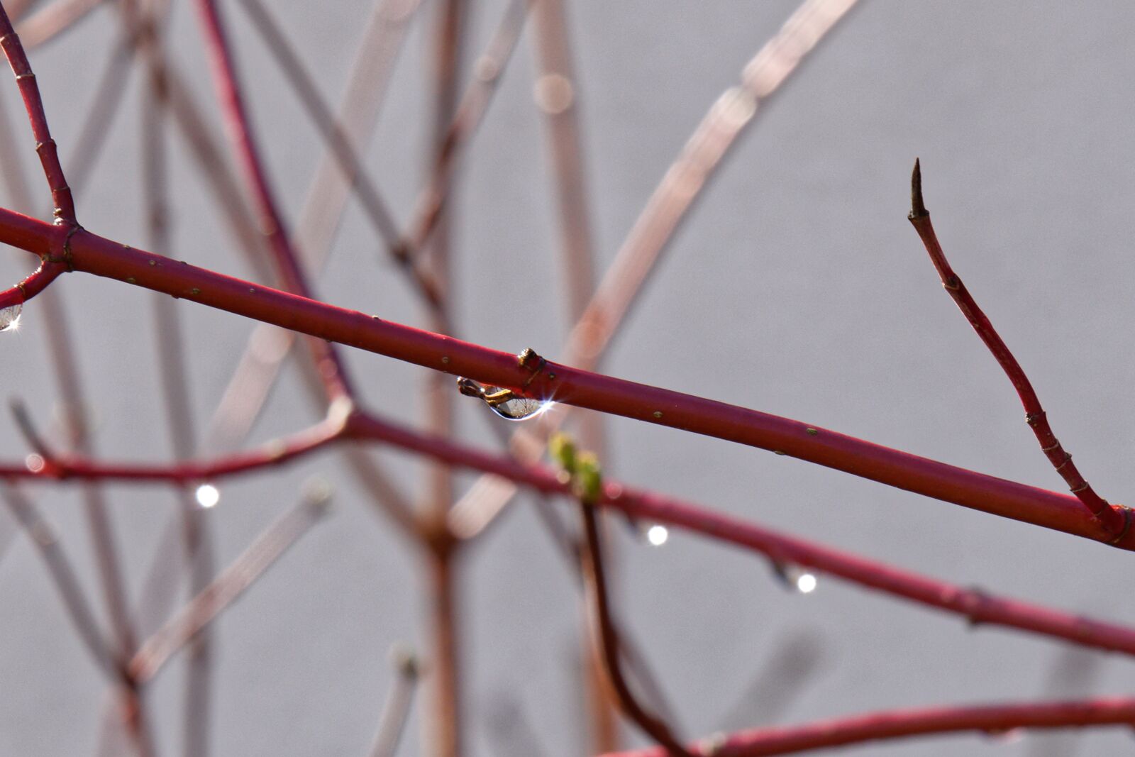 Nikon D5600 sample photo. Raindrop, nature, autumn photography