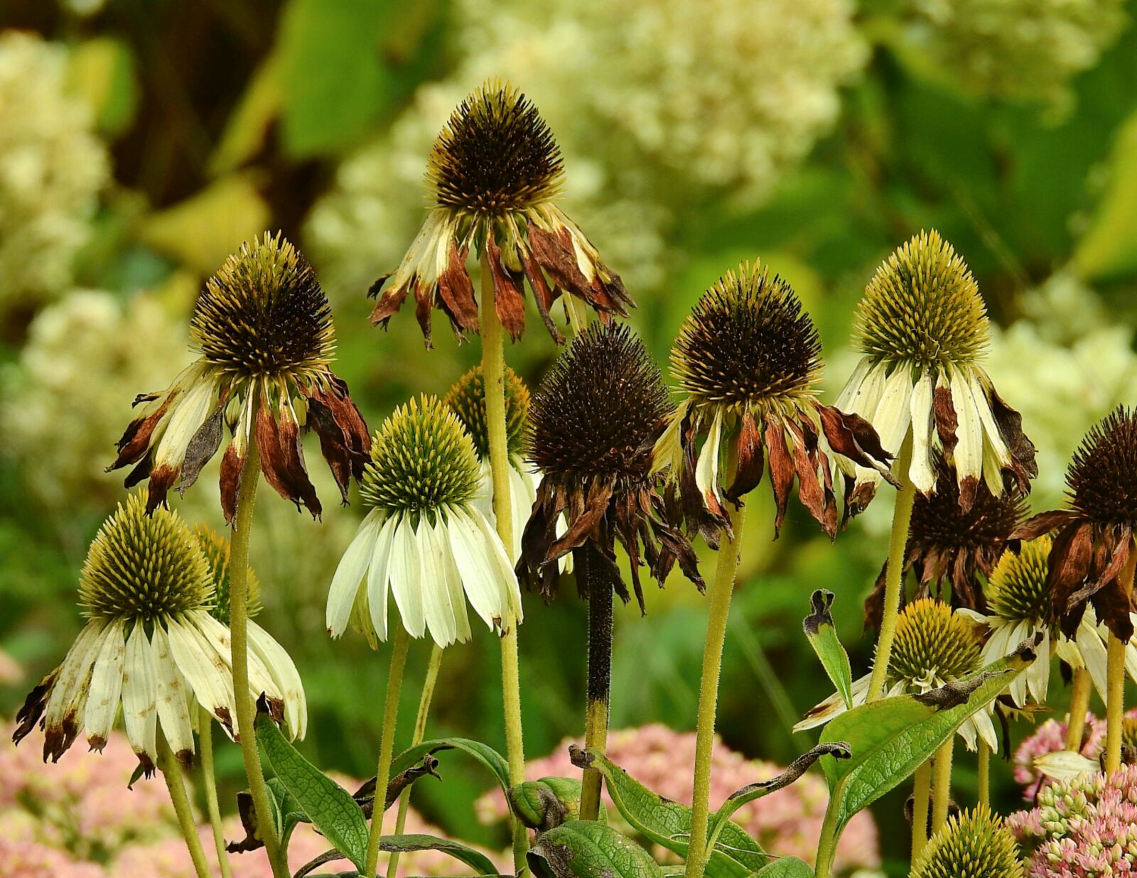 Nikon Coolpix P900 sample photo. Flowers, beauty, summer photography