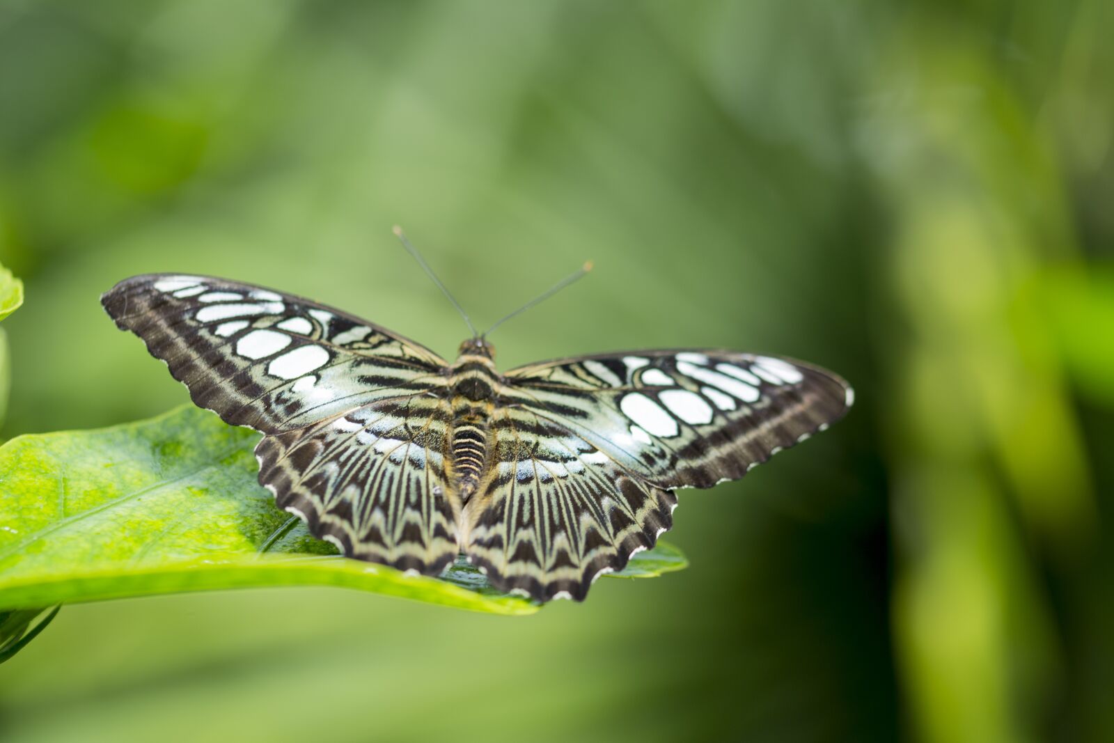 Nikon D5200 sample photo. Butterfly, green, wings photography