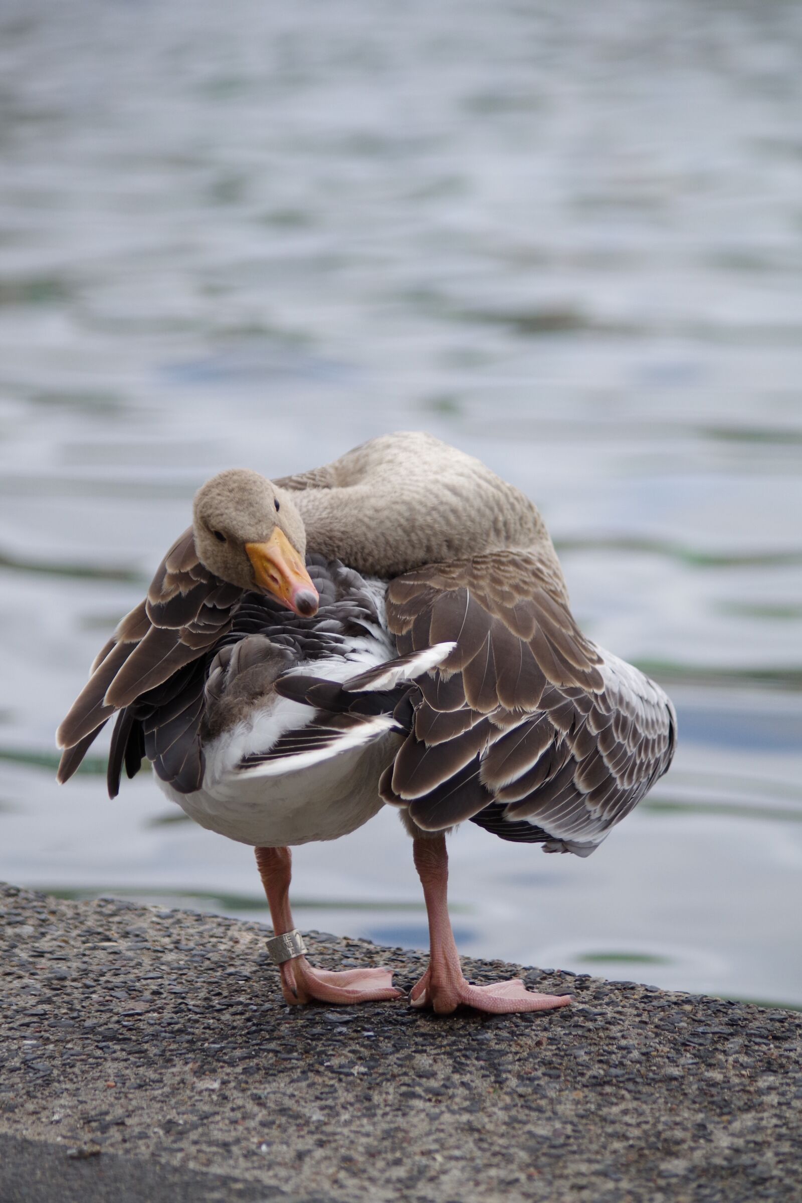 Pentax K-S2 sample photo. Greylag goose, plumage, bill photography