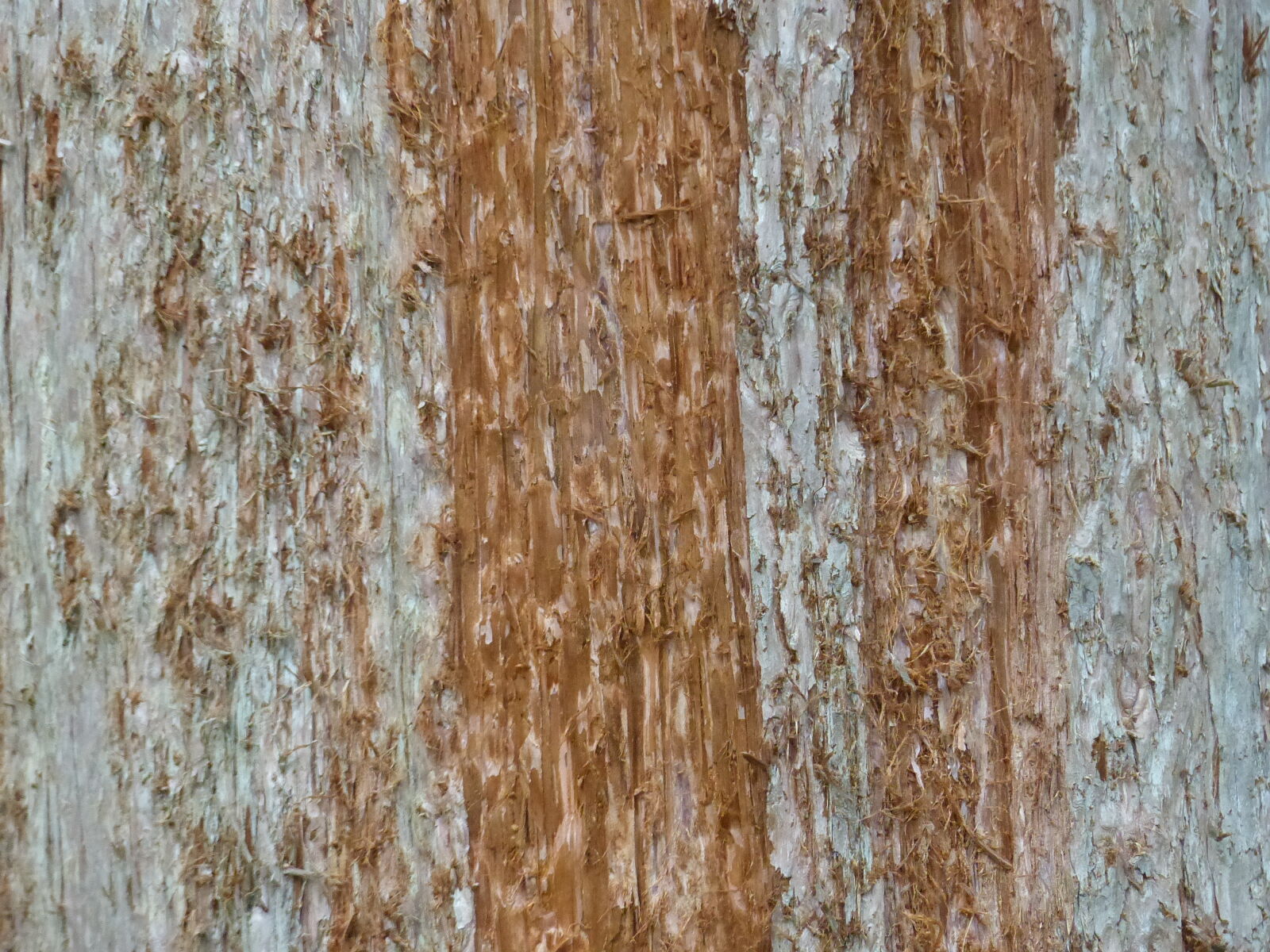 Panasonic Lumix DMC-FZ200 sample photo. Close, up, nature, tree photography