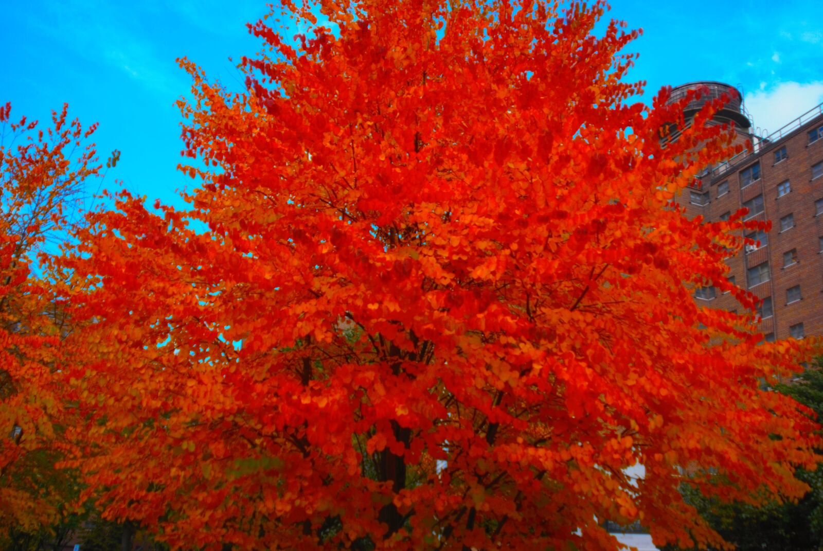 Nikon D80 sample photo. Red, in, trees photography