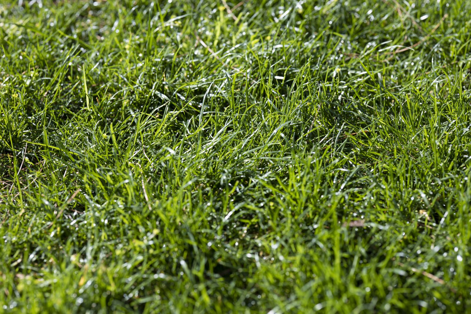 Canon RF 85mm F1.2L USM sample photo. Grass, nature, landscape photography