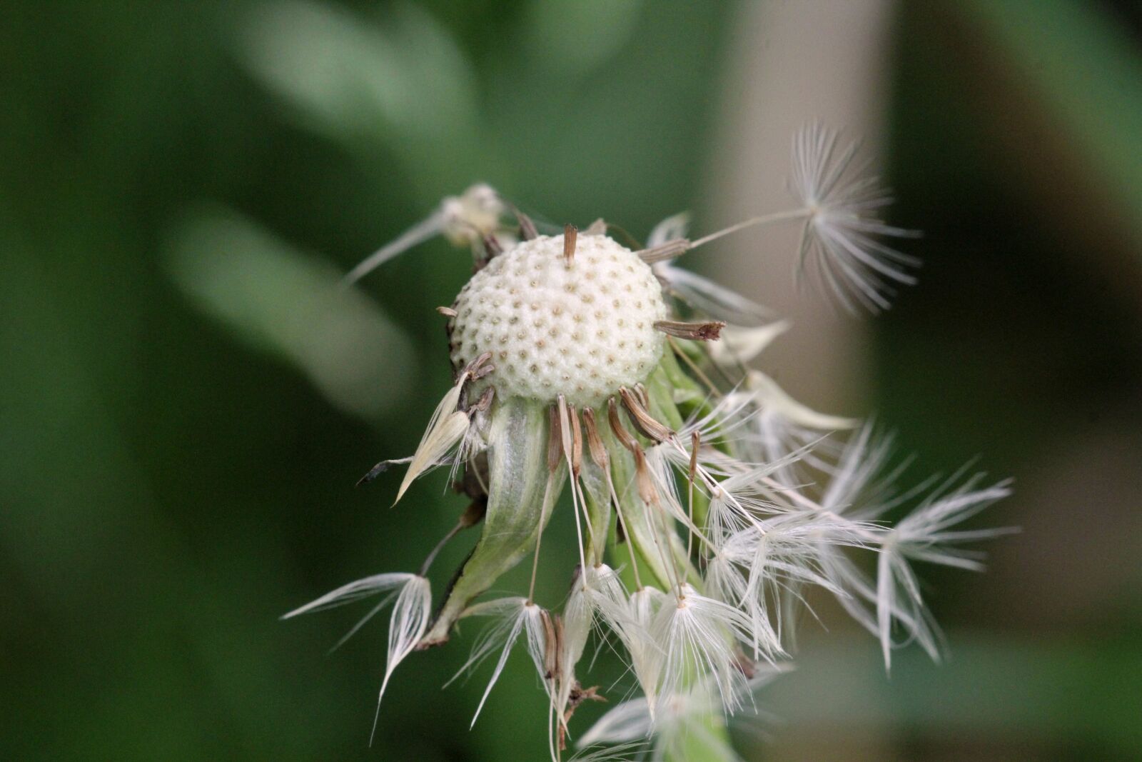 Canon EF 180mm F3.5L Macro USM sample photo. Dandelion, wet, green photography