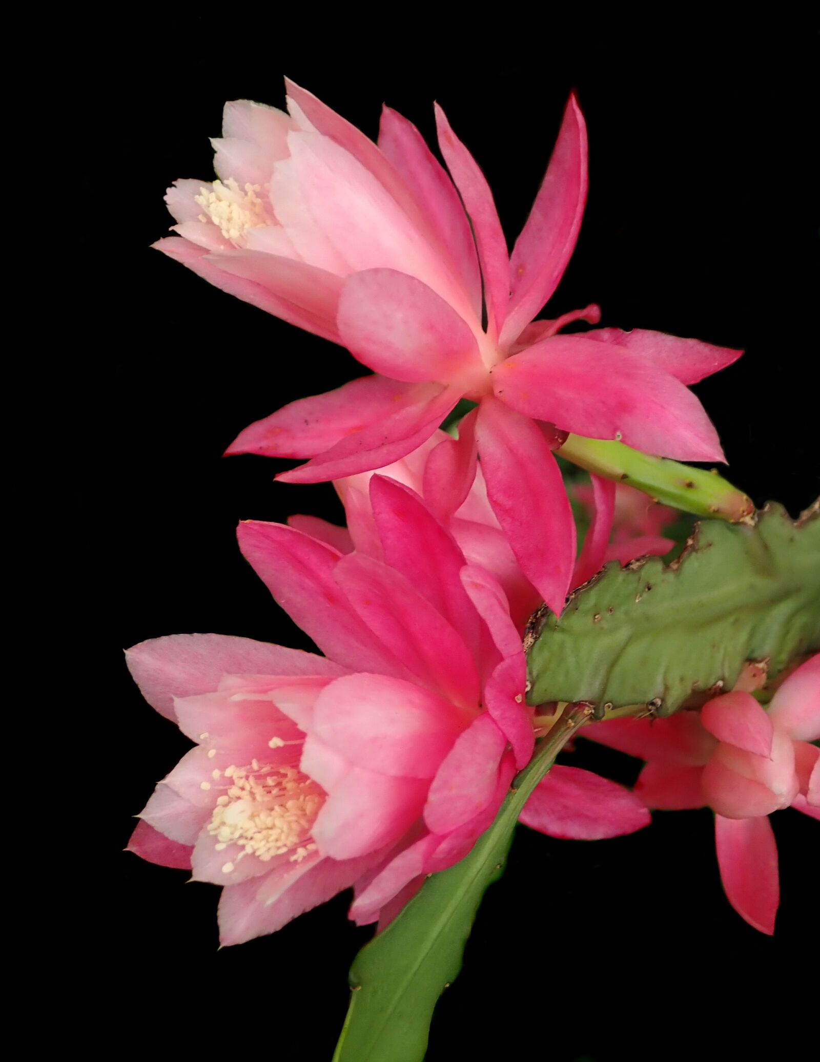 Olympus TG-5 sample photo. Cactus, pink, flower photography