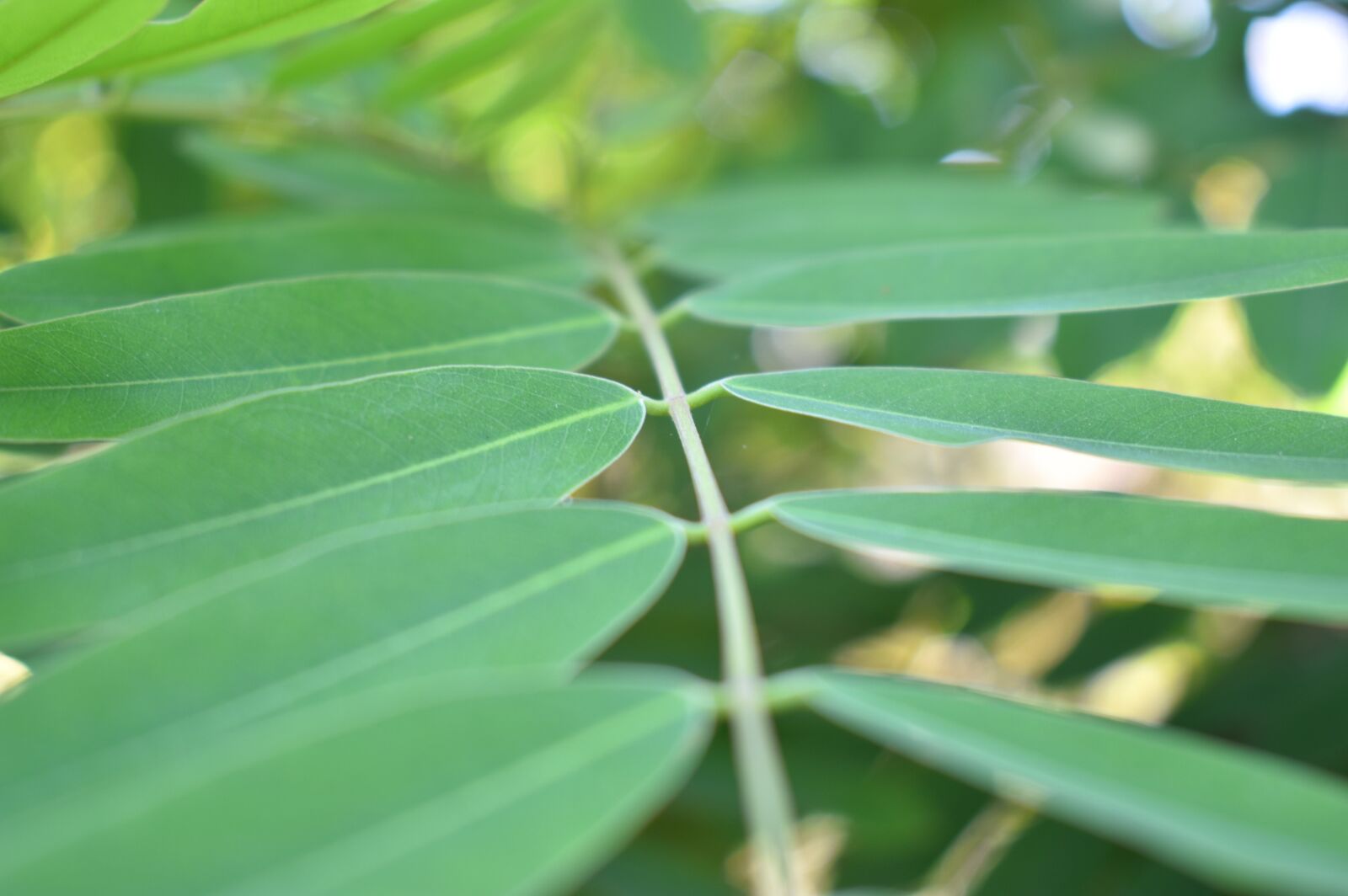 Nikon D3400 sample photo. Leaf, green, nature photography
