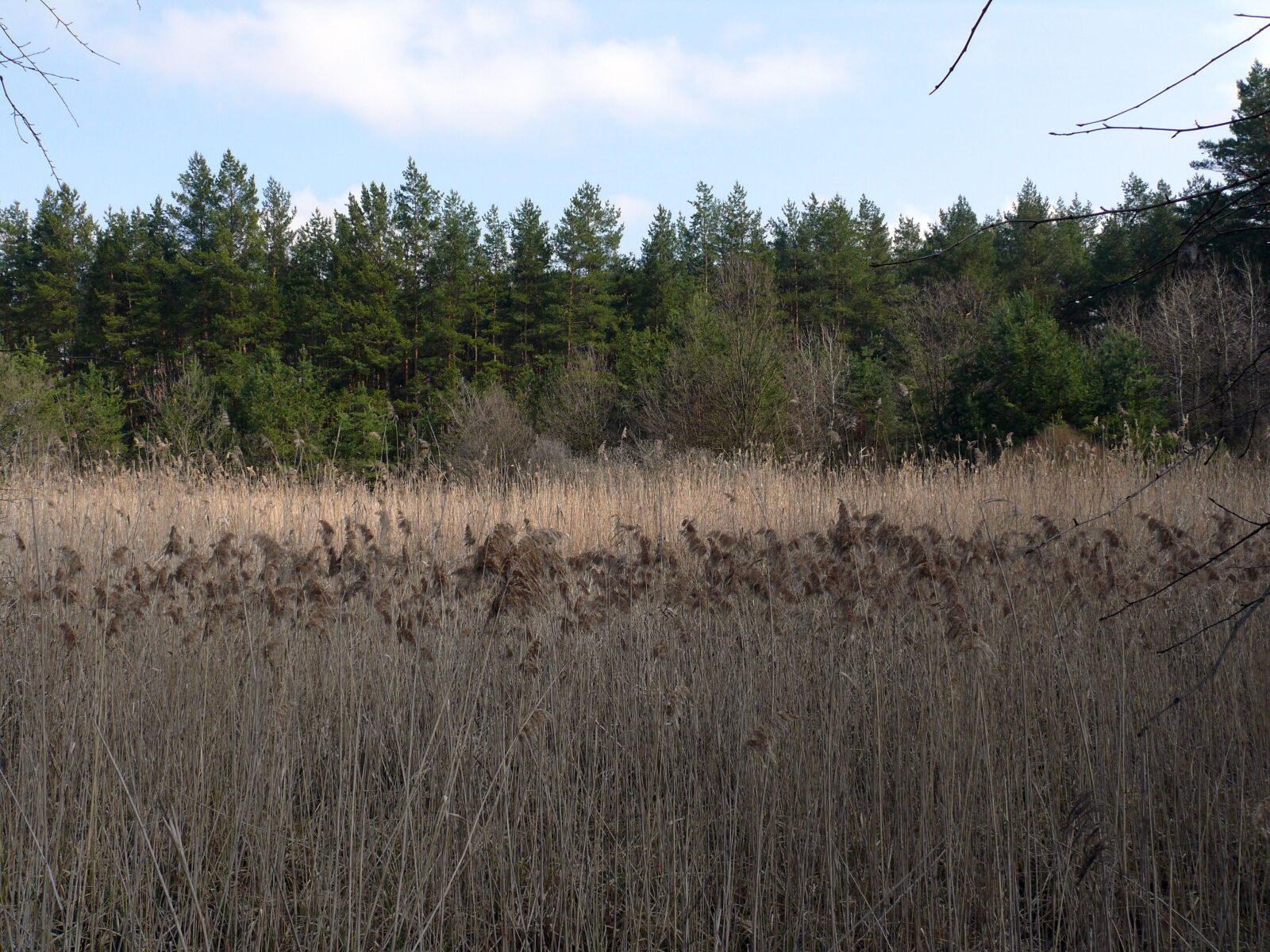 Panasonic DMC-FZ50 sample photo. Swamp photography
