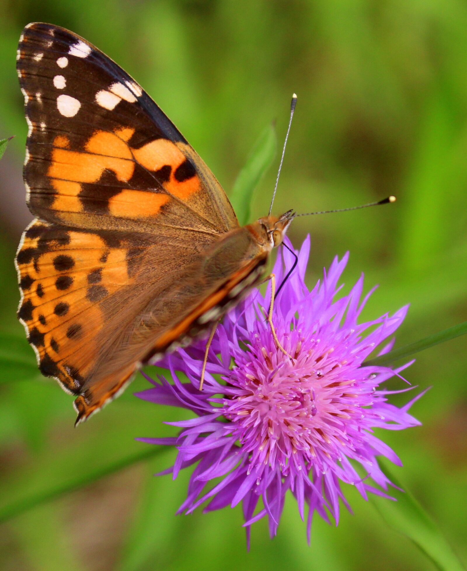 Canon EOS 100D (EOS Rebel SL1 / EOS Kiss X7) sample photo. Butterfly, flower, nature photography