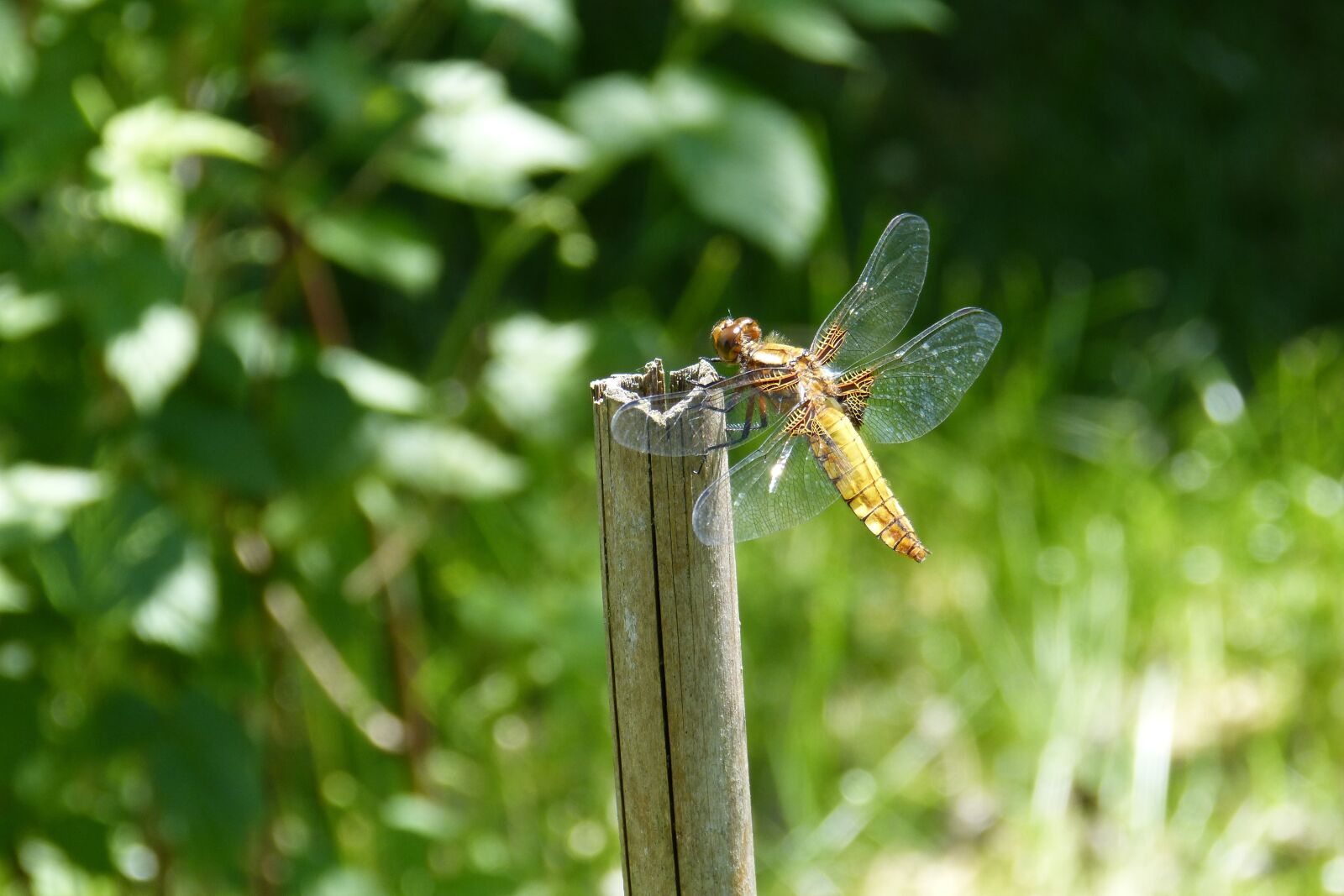 Panasonic DMC-FZ62 sample photo. Dragonfly, sailing dragonfly, plattbauch photography