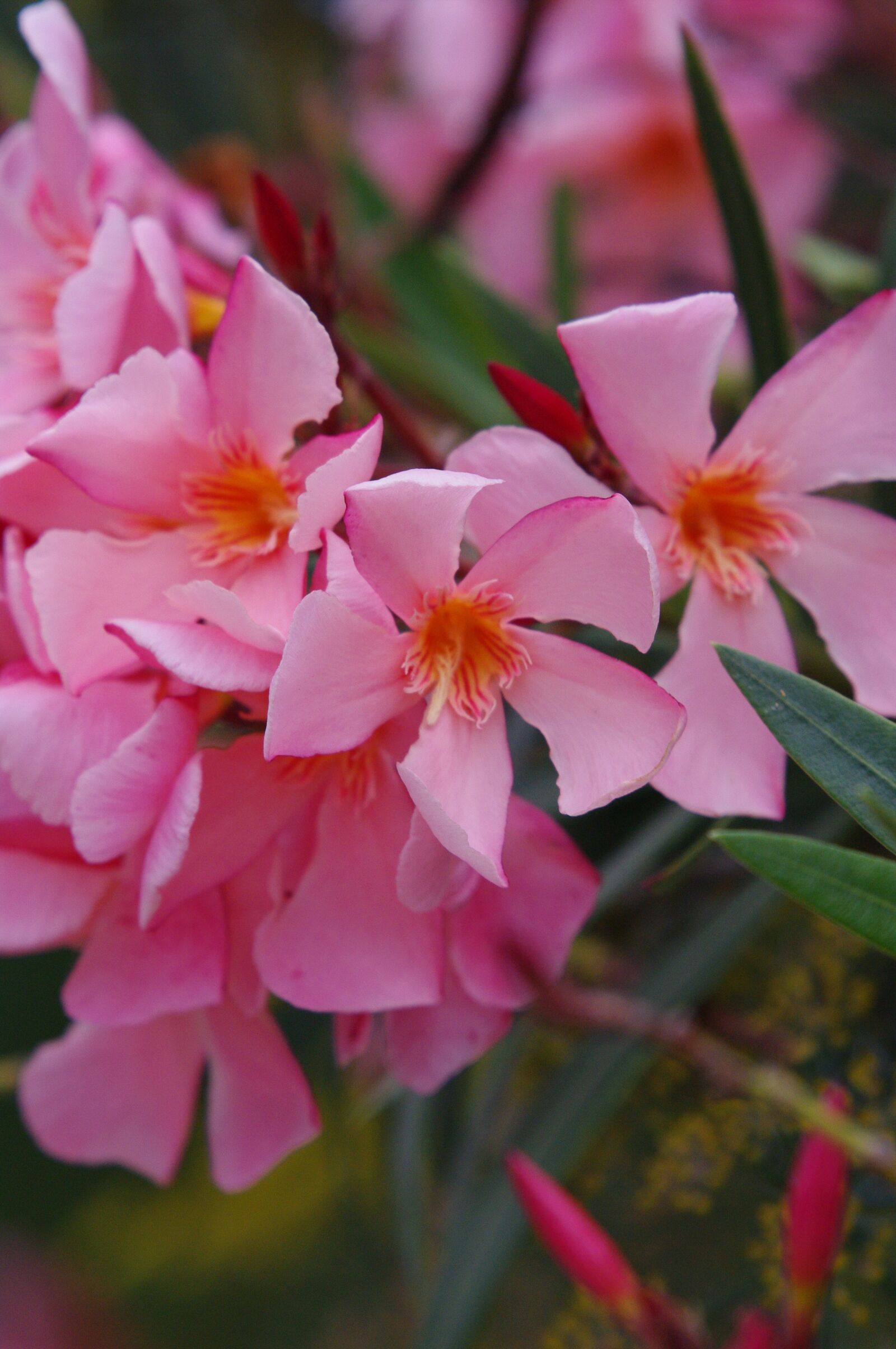 Pentax K-7 sample photo. Pink, flower, closeup photography