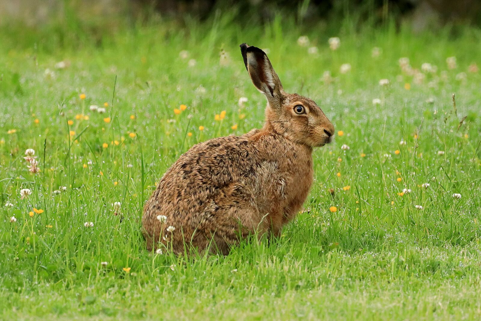 Canon EOS R + 150-600mm F5-6.3 DG OS HSM | Contemporary 015 sample photo. Hare, wild, long eared photography