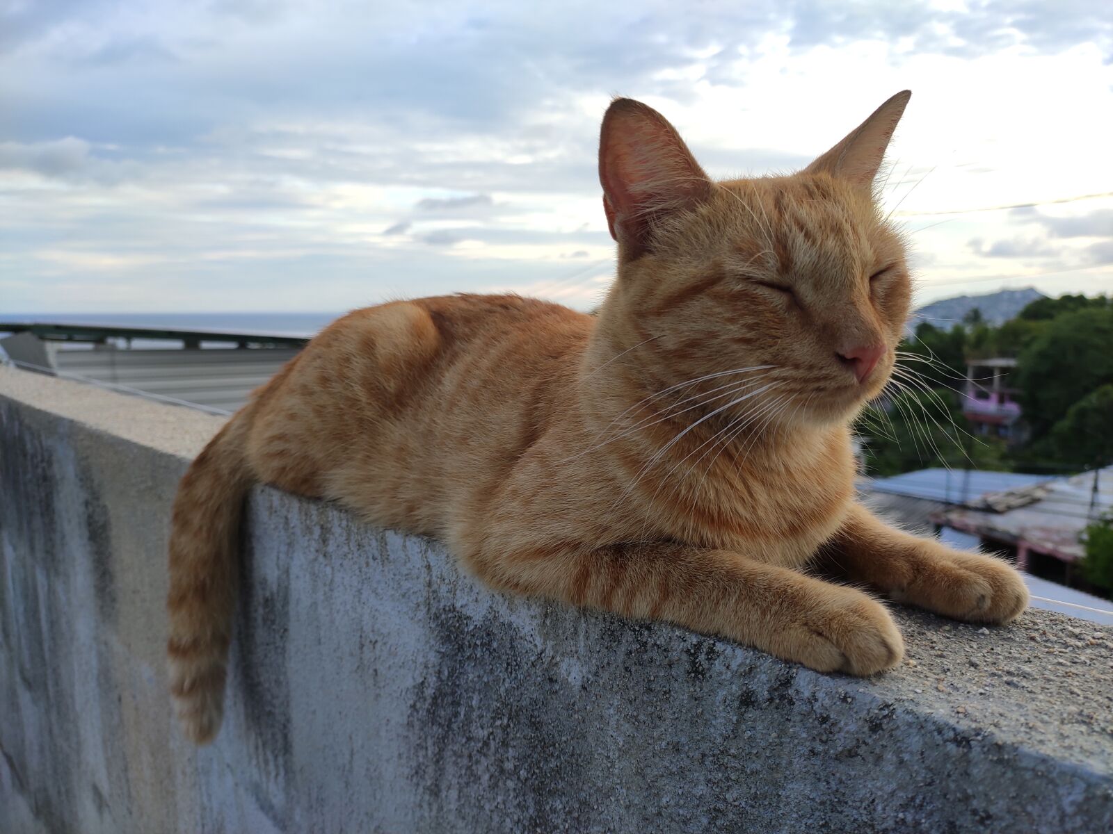Xiaomi Redmi Note 7 Pro sample photo. Cat, ceiling, roof photography