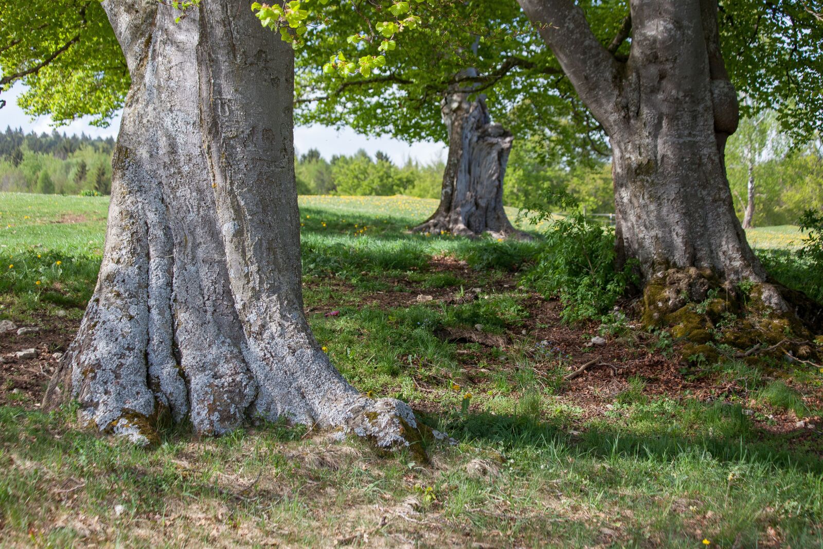 Canon EOS 5D Mark II sample photo. Trees, more generations, generations photography