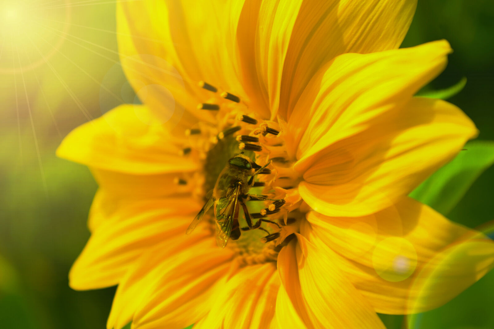 Nikon D5300 sample photo